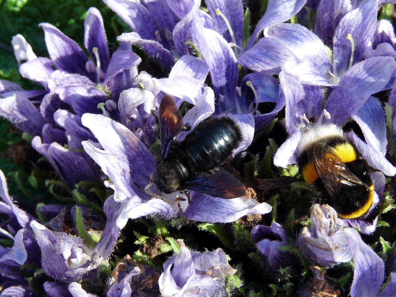 Alraune