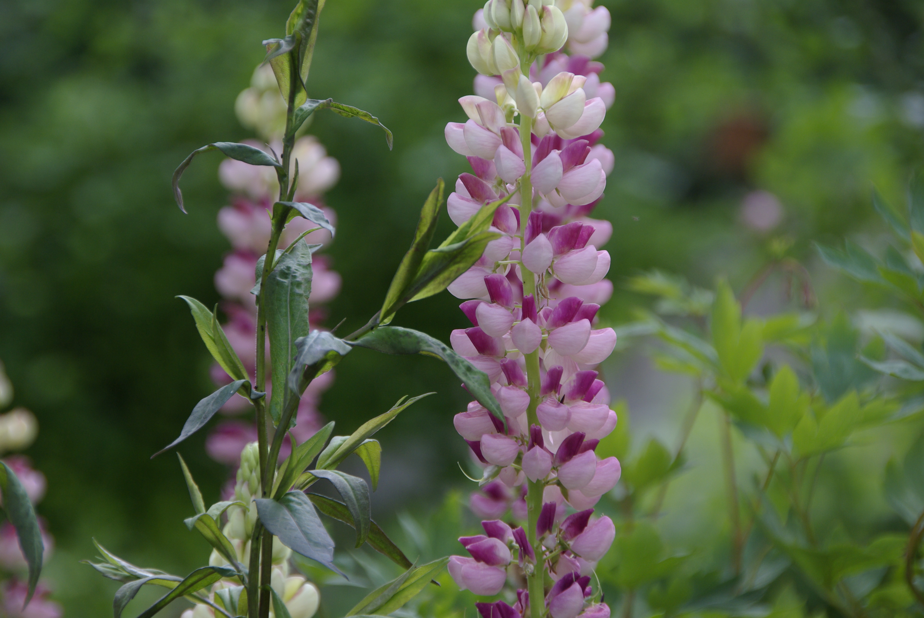 Gartenlupine