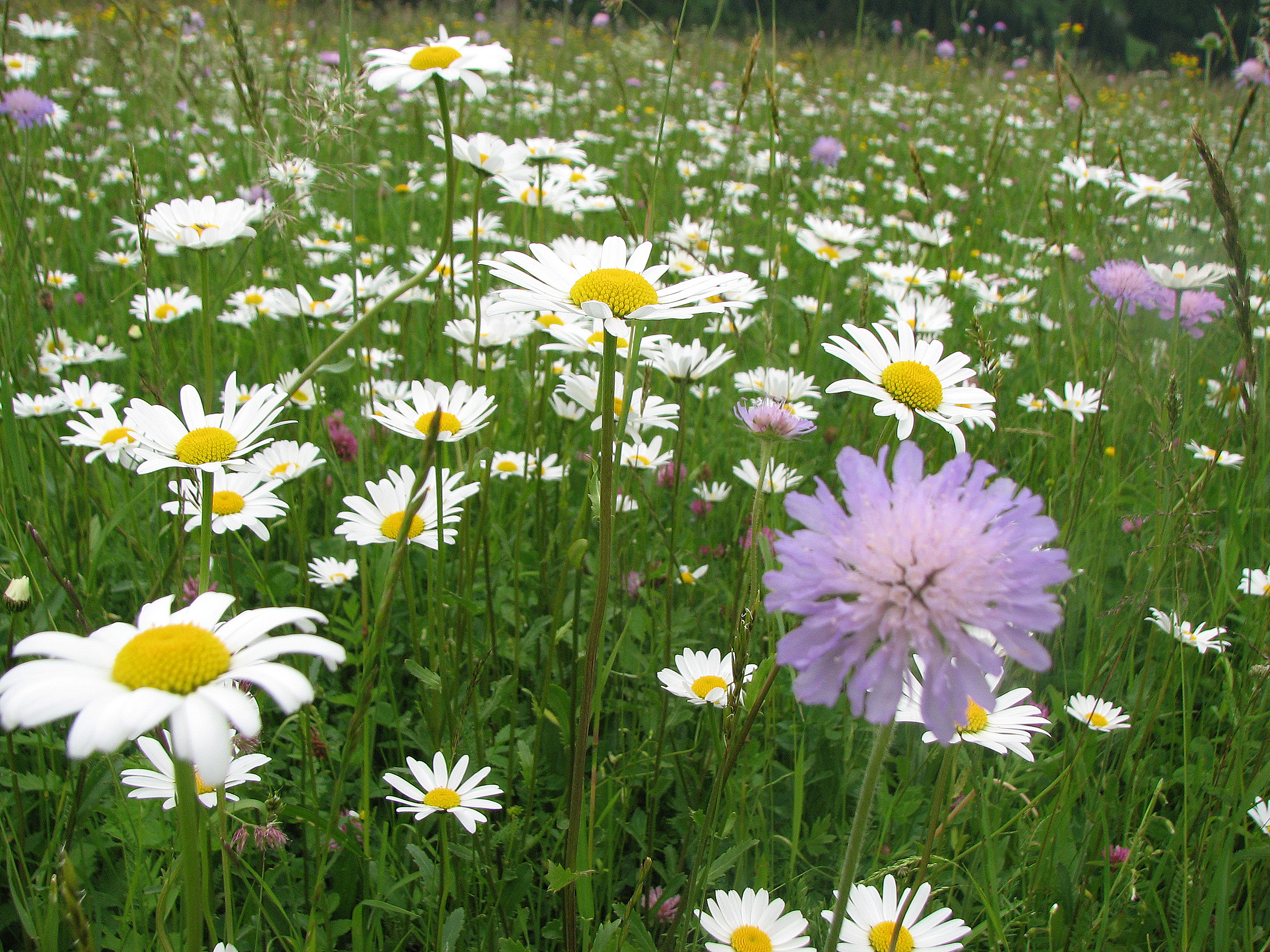 Wiesenwitwenblume