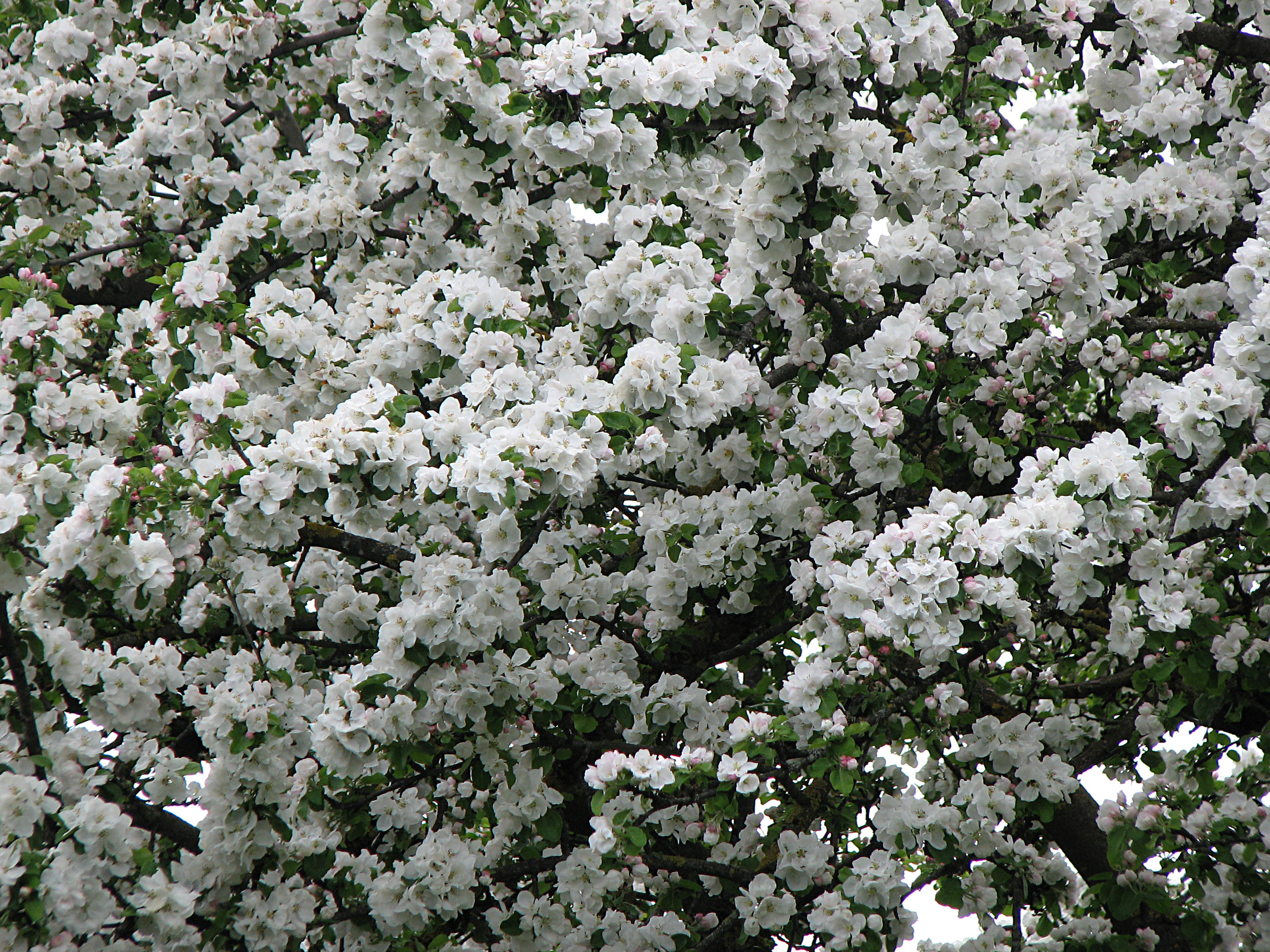 Apfel