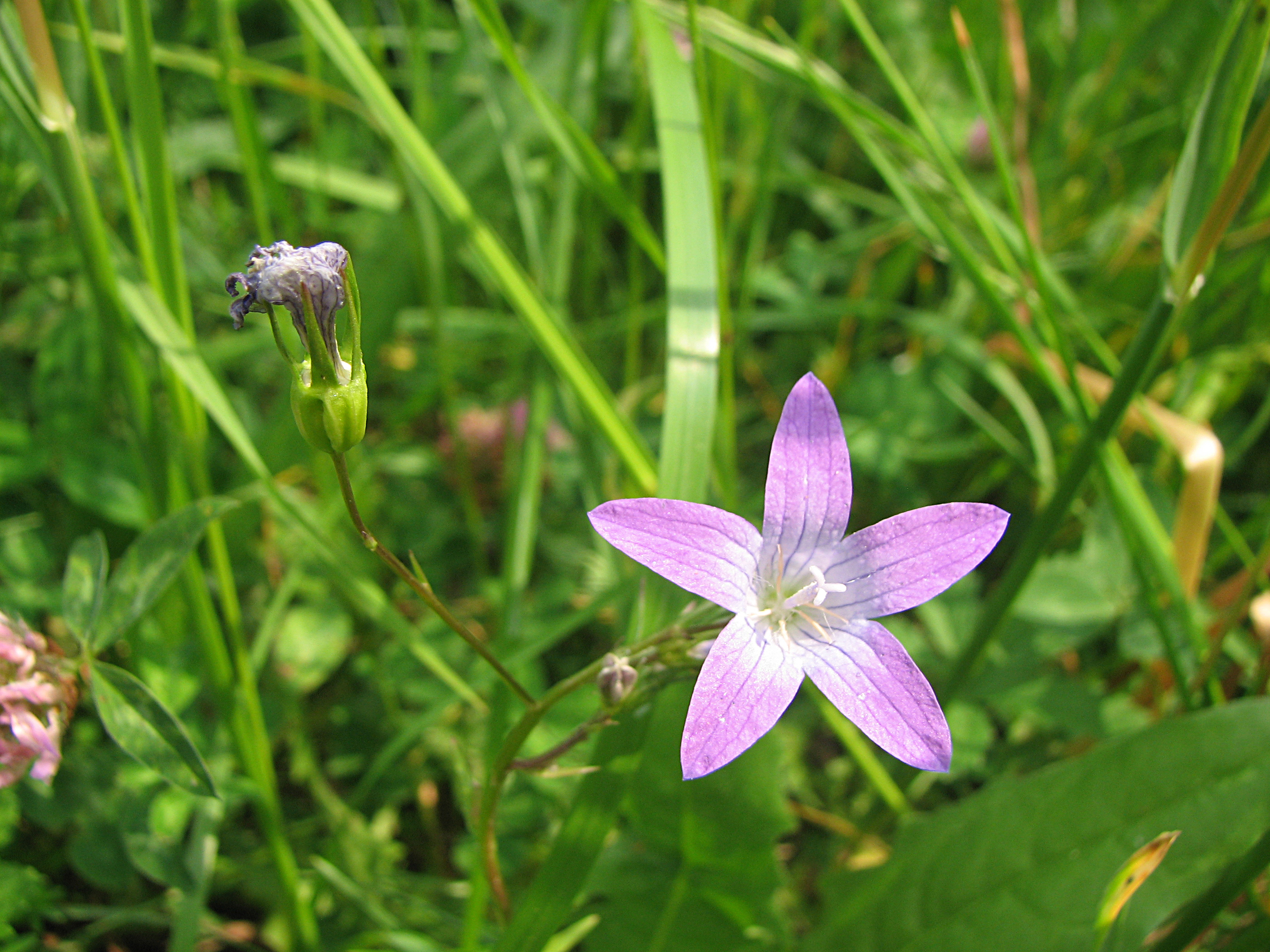 Wiesenglockenblume