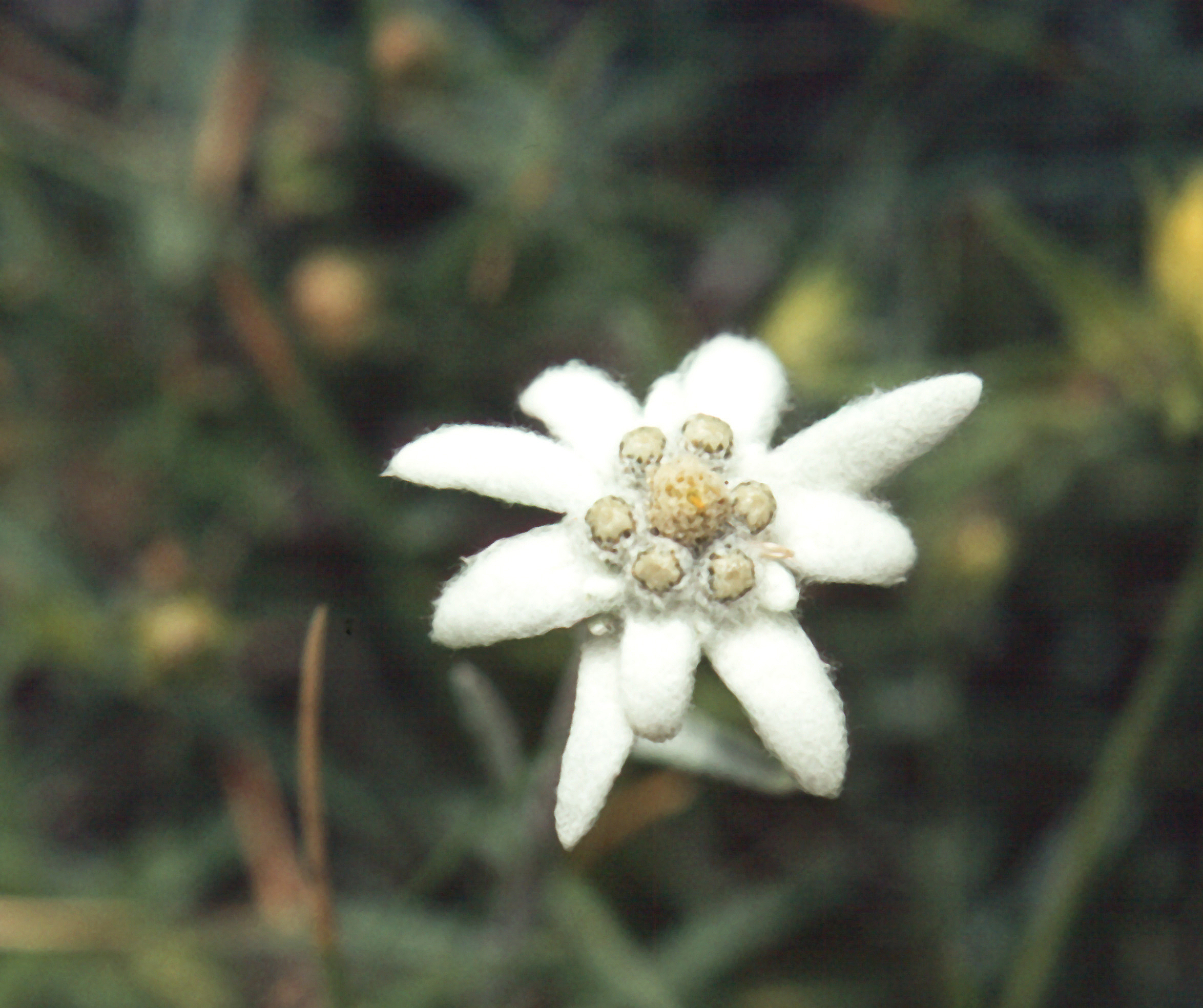Edelweiß