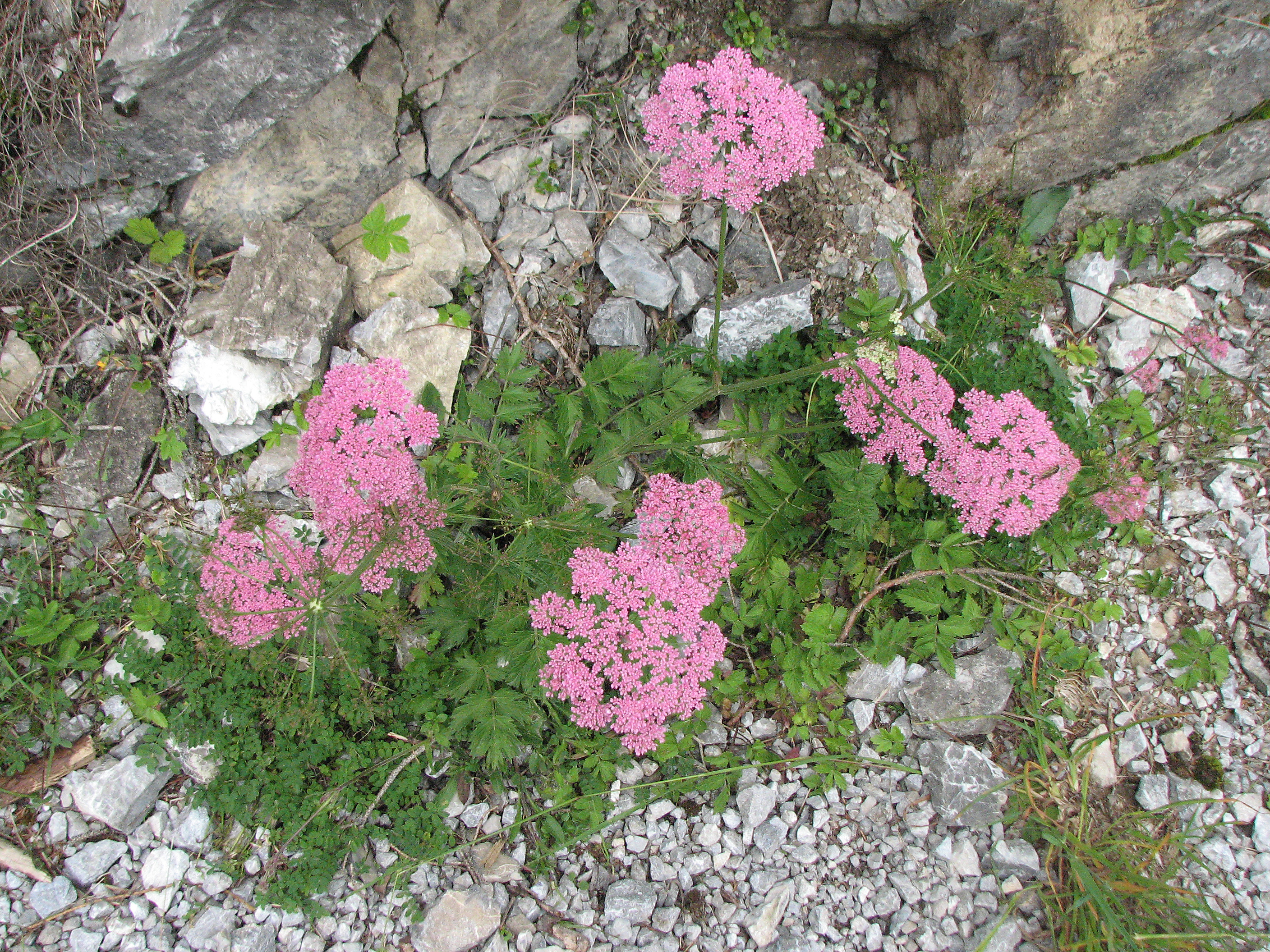 Große Bibernelle