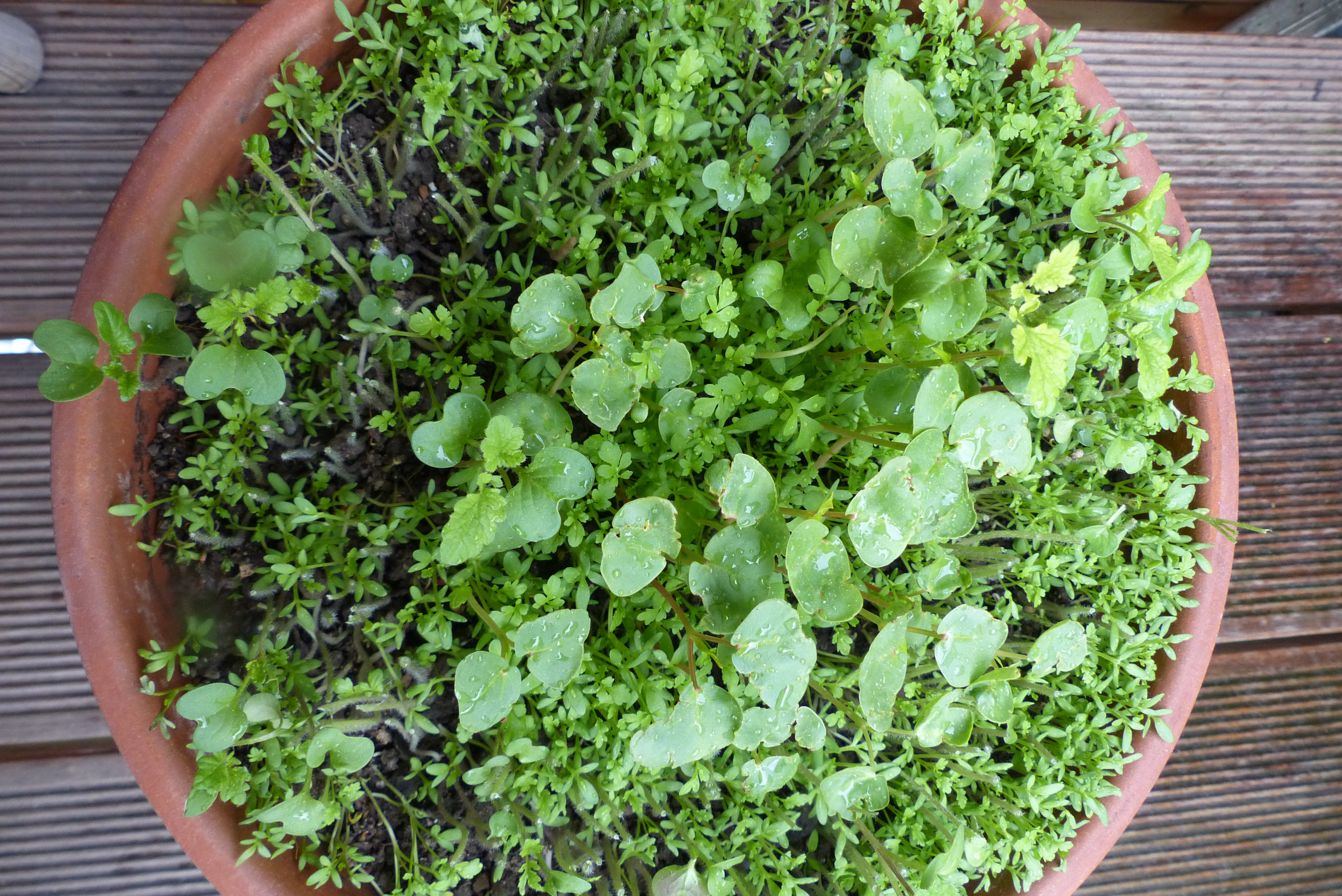 Gartenkresse