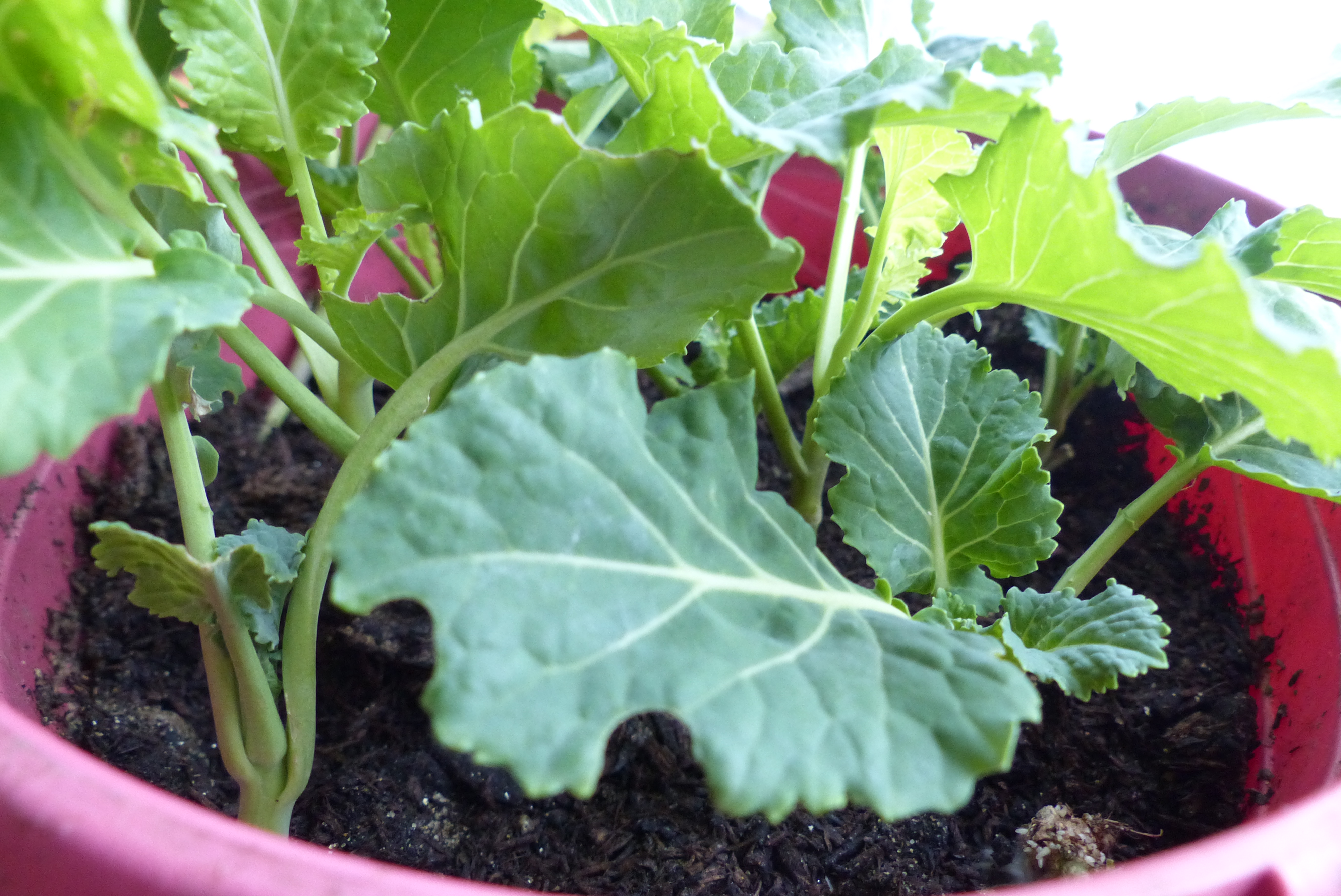 Ewiger Kohl