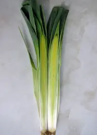 Lauch