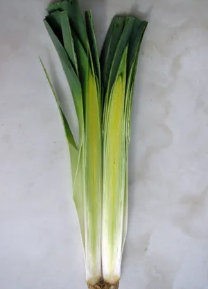 Lauch