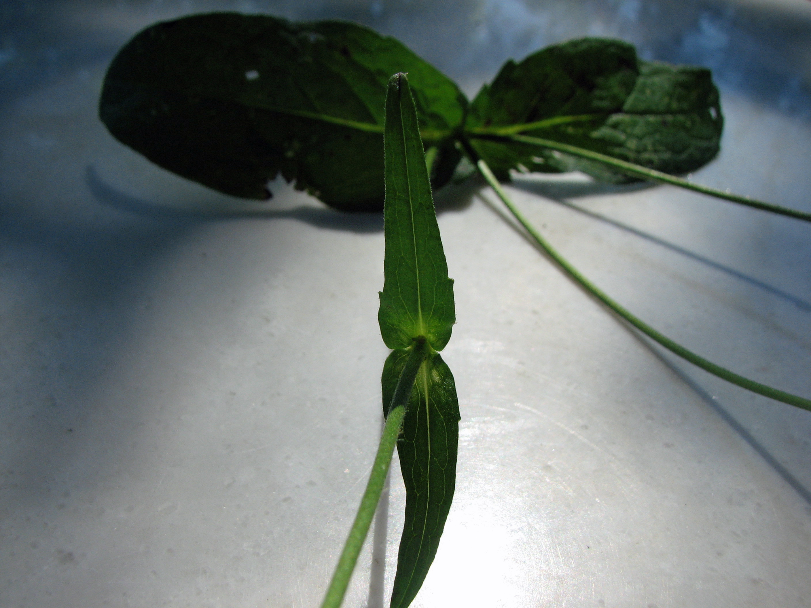 Waldwitwenblume
