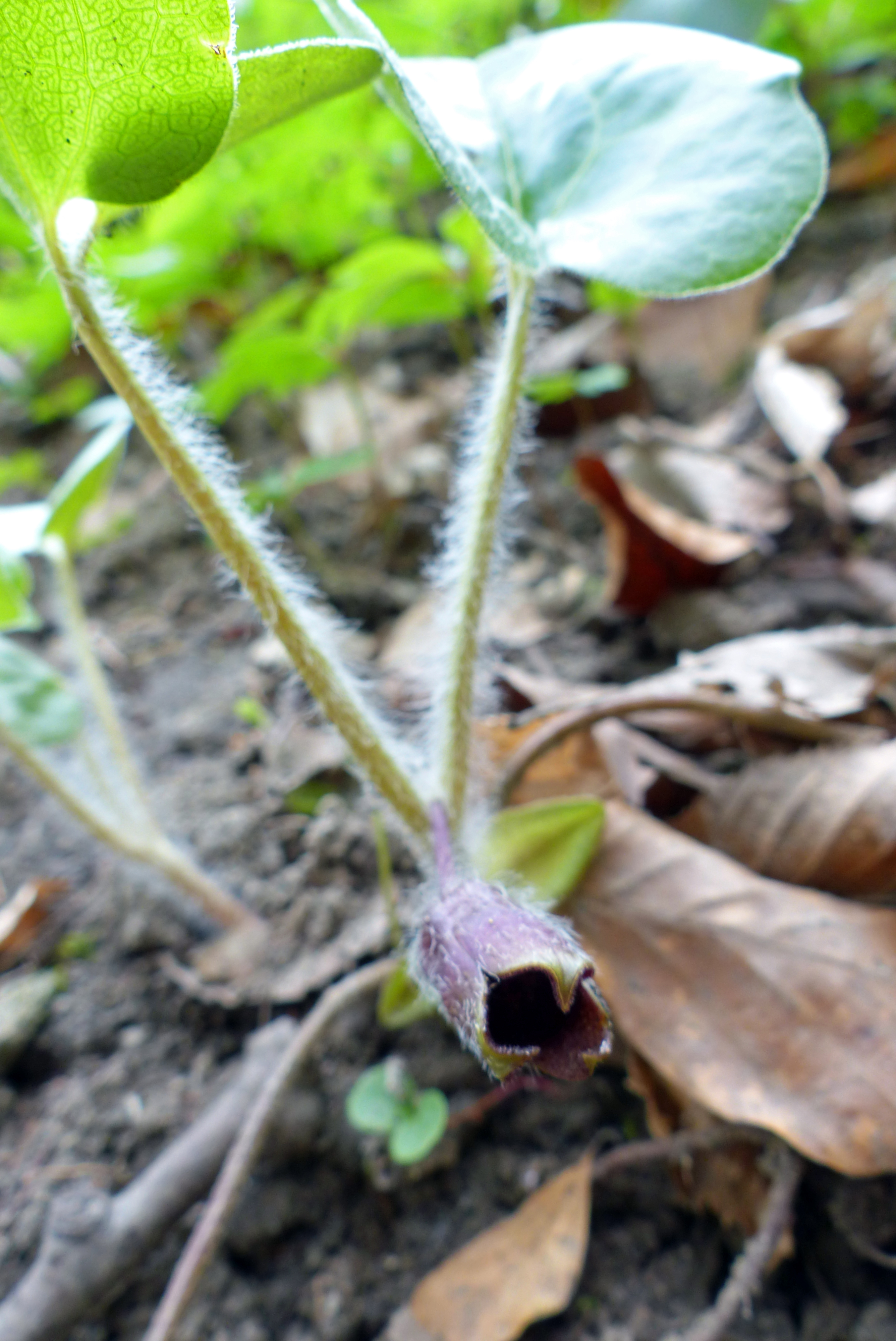 Gewöhnliche Haselwurz