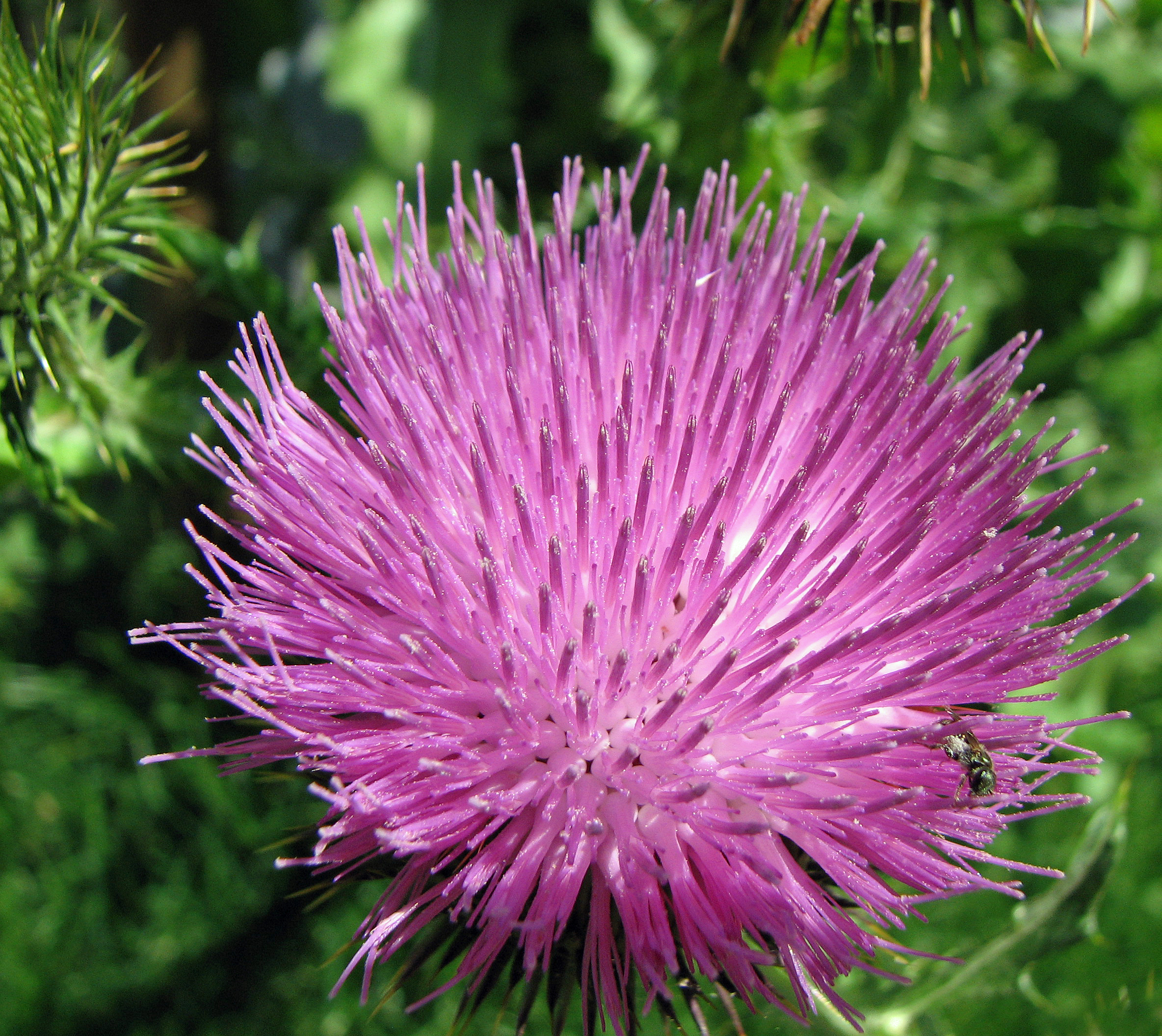 Eselsdistel
