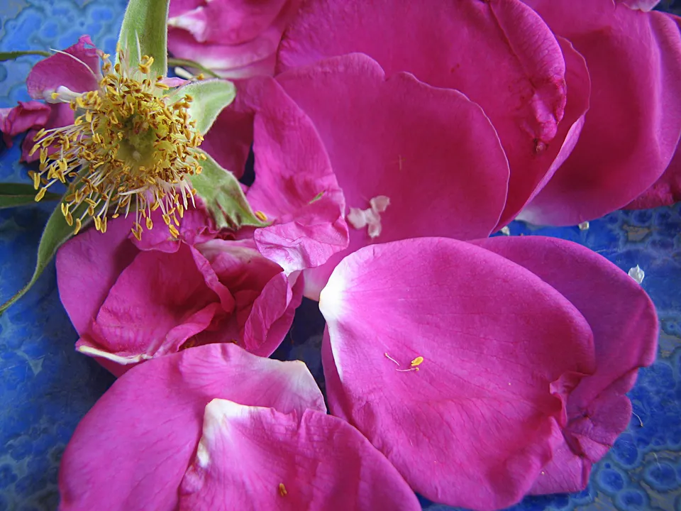 Rosenessig