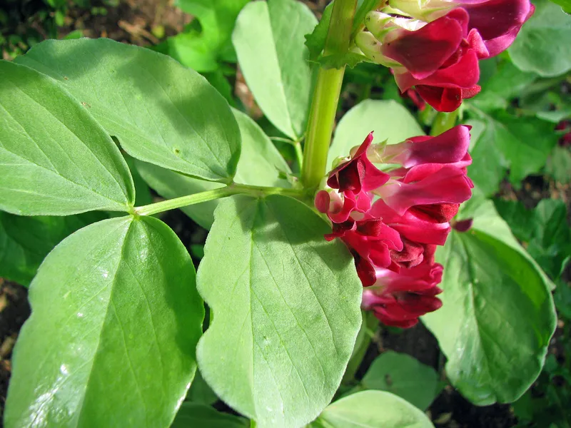 Tiefwurzler – Flachwurzler