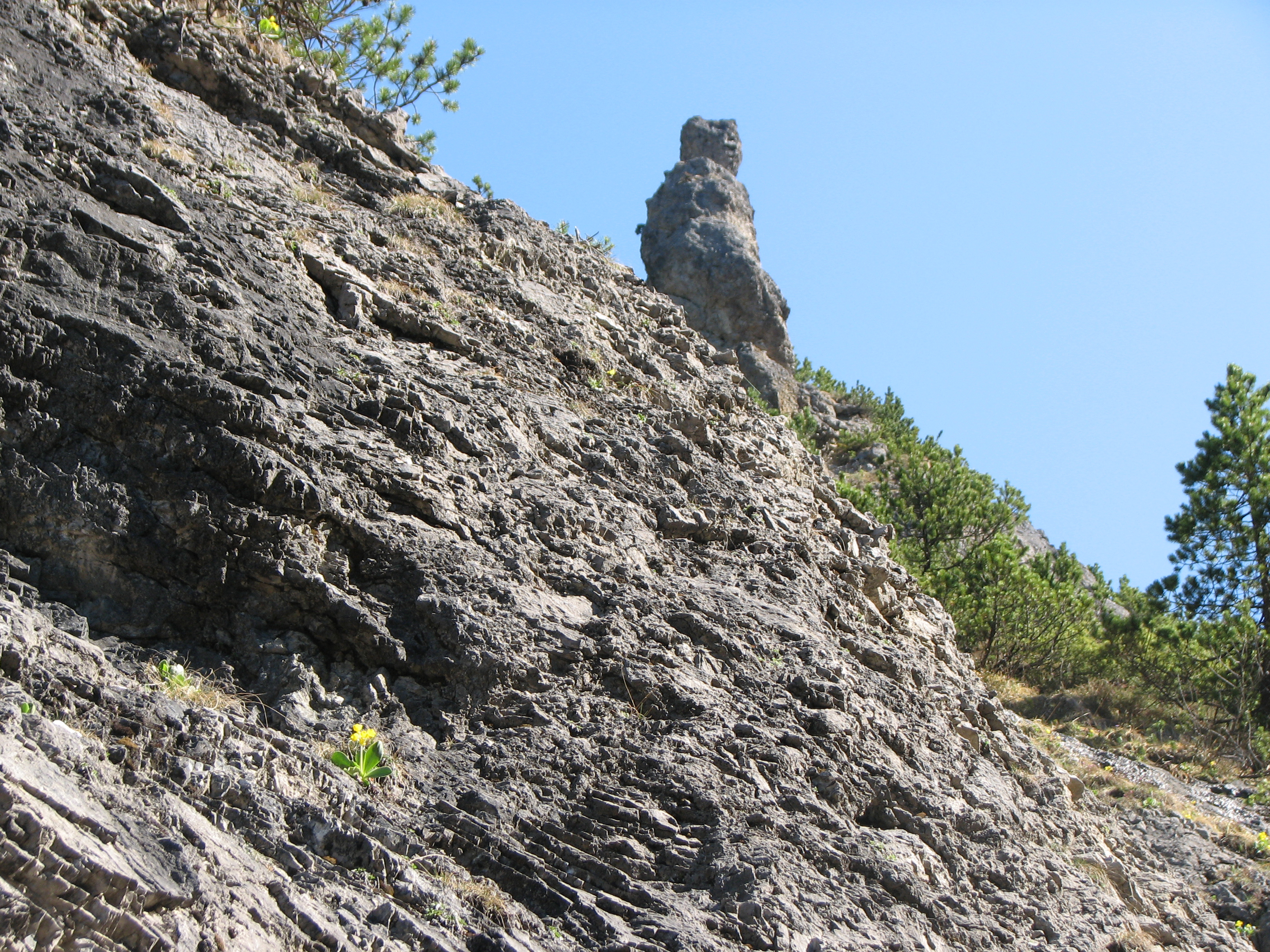 Alpenaurikel