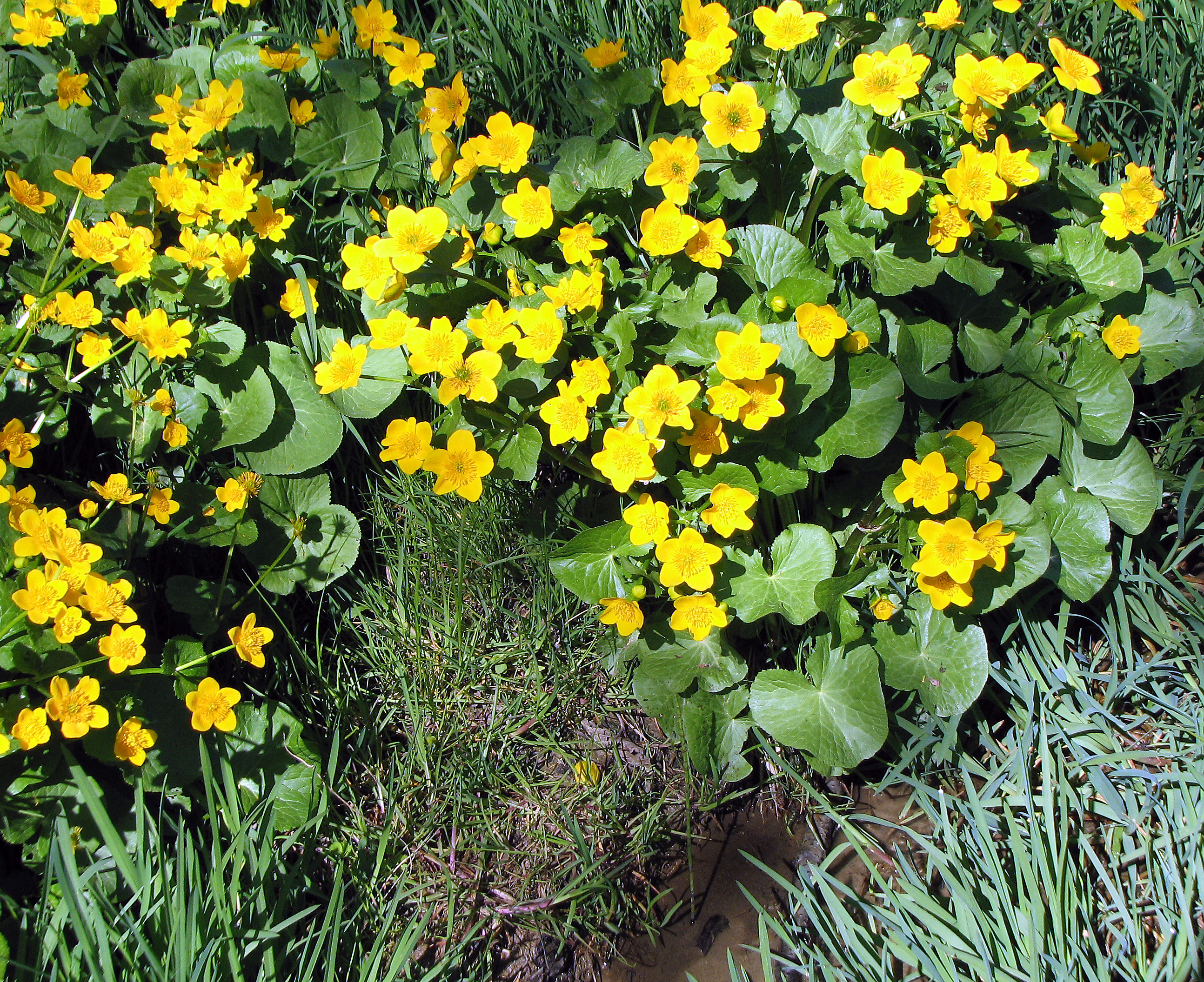 Sumpfdotterblume