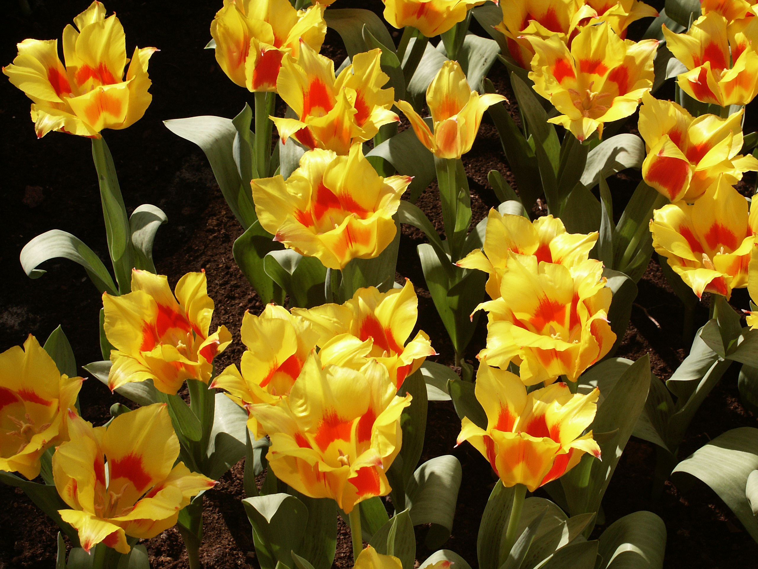 Botanische Tulpen