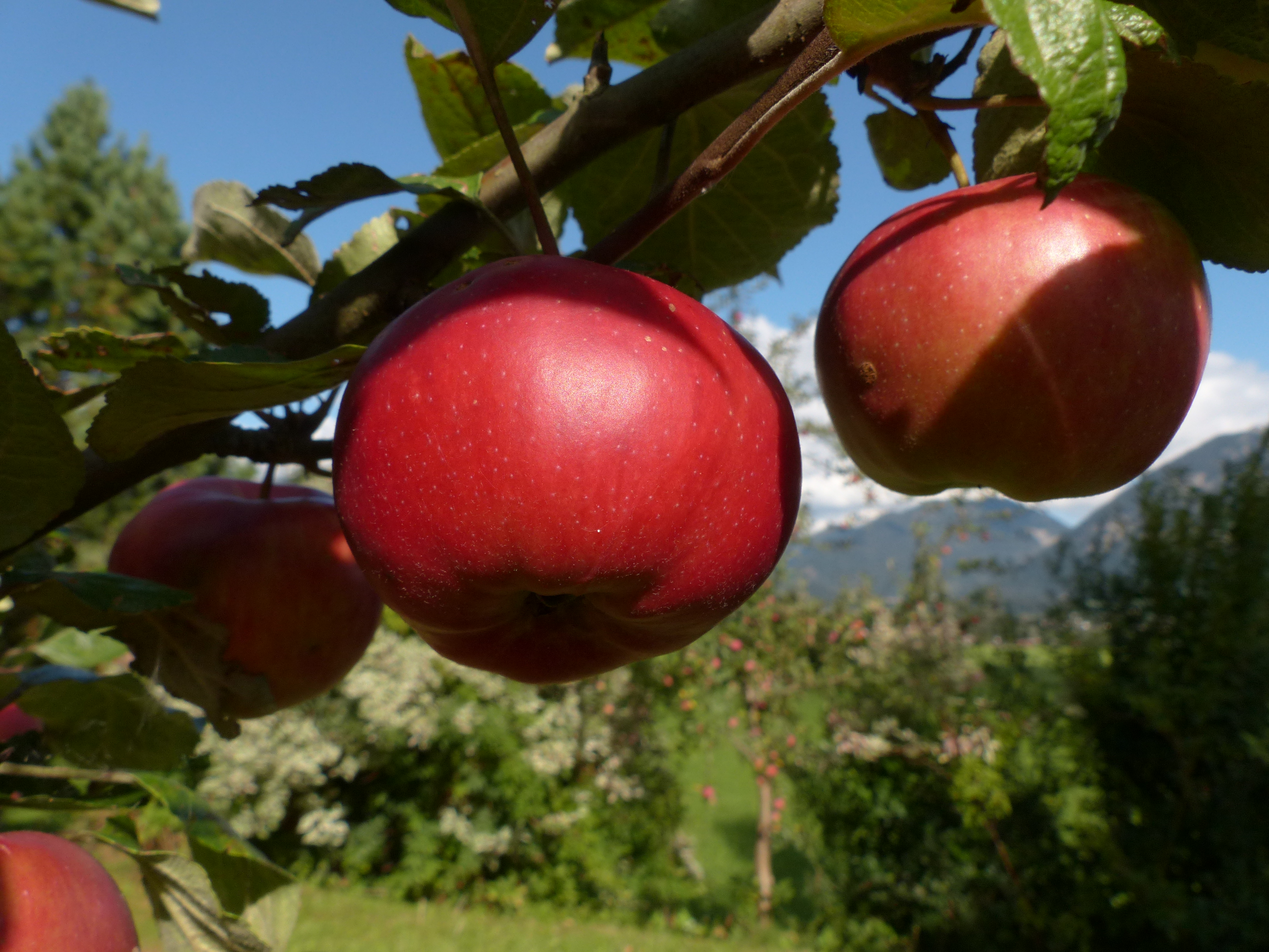 Apfel