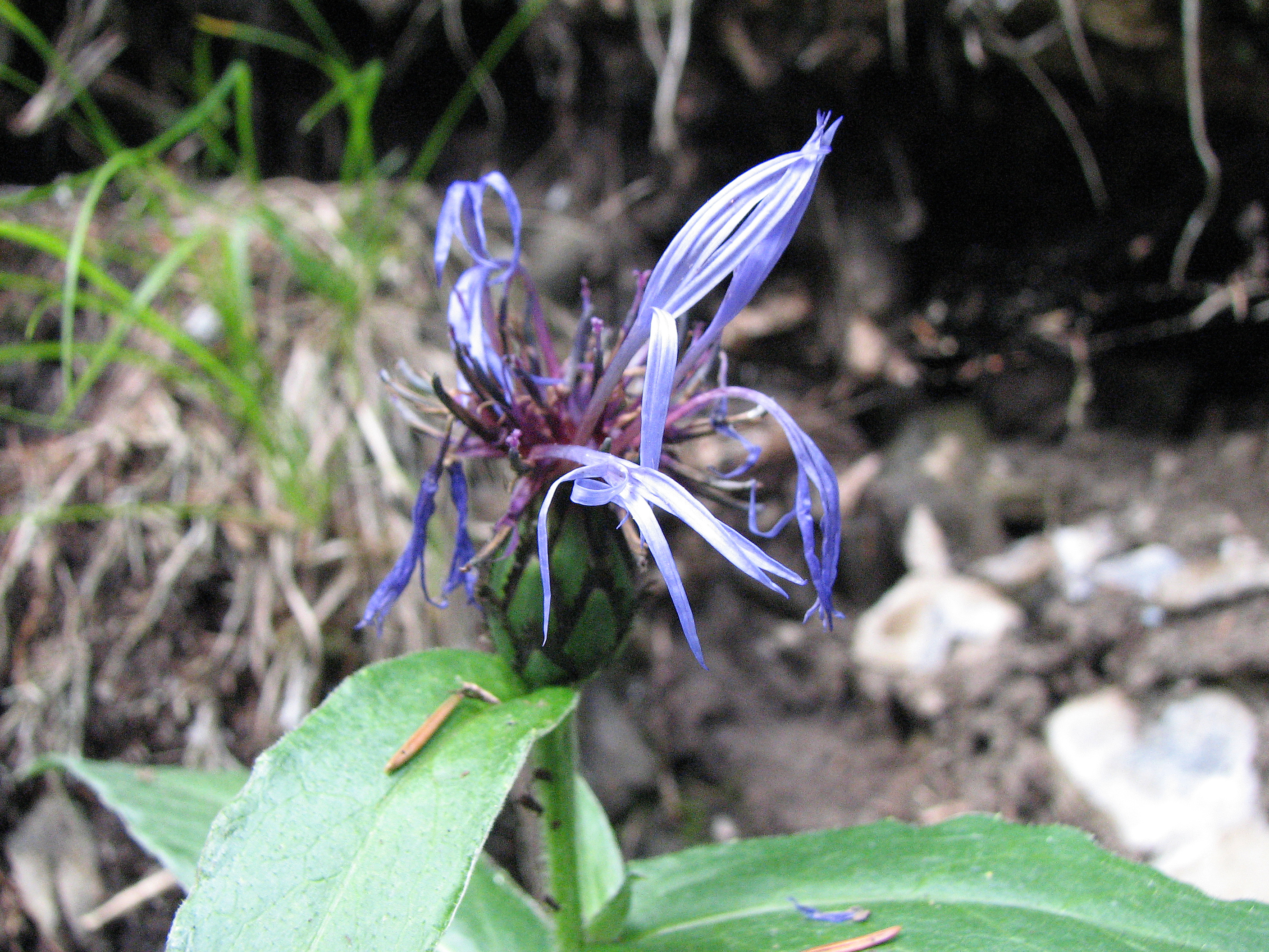 Bergflockenblume