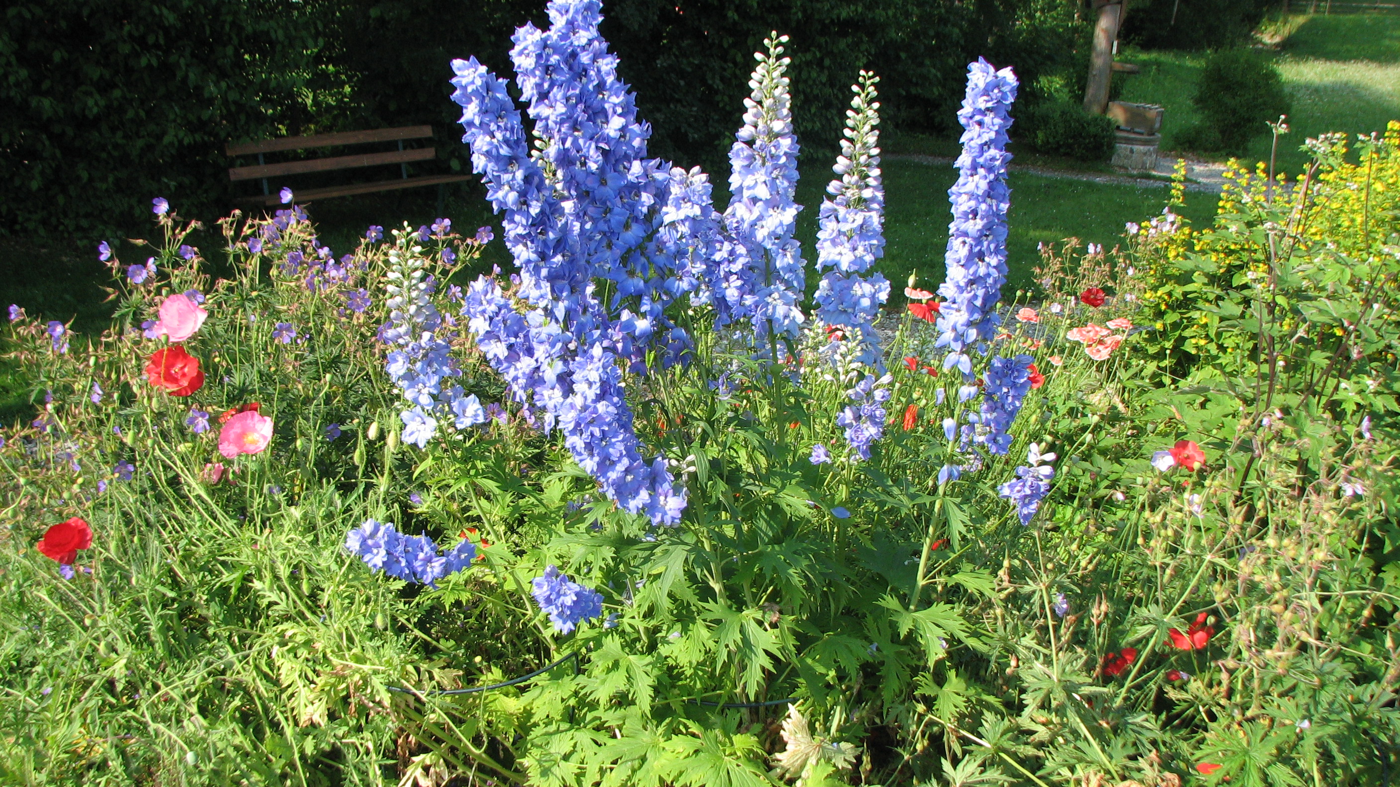 Gartenrittersporn