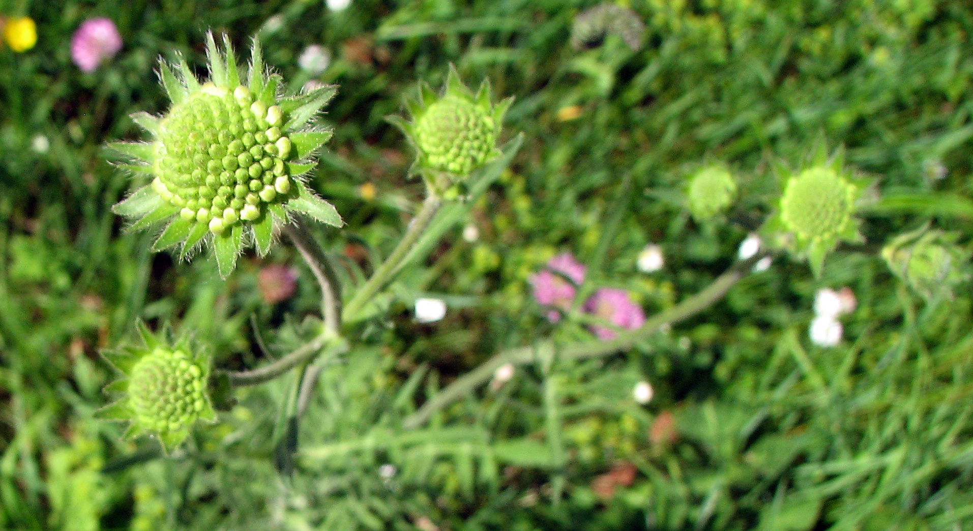 Wiesenwitwenblume