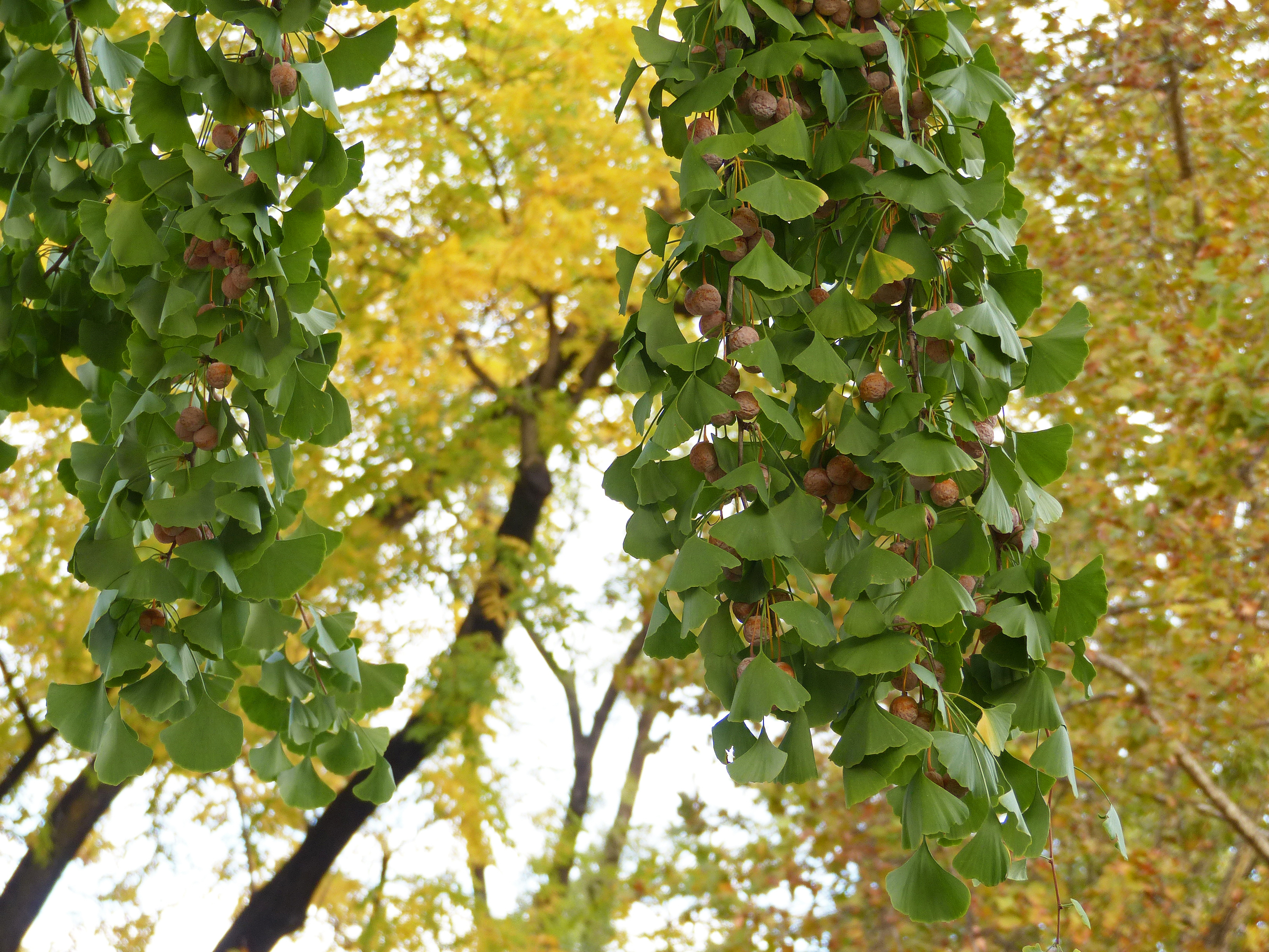 Ginkgo