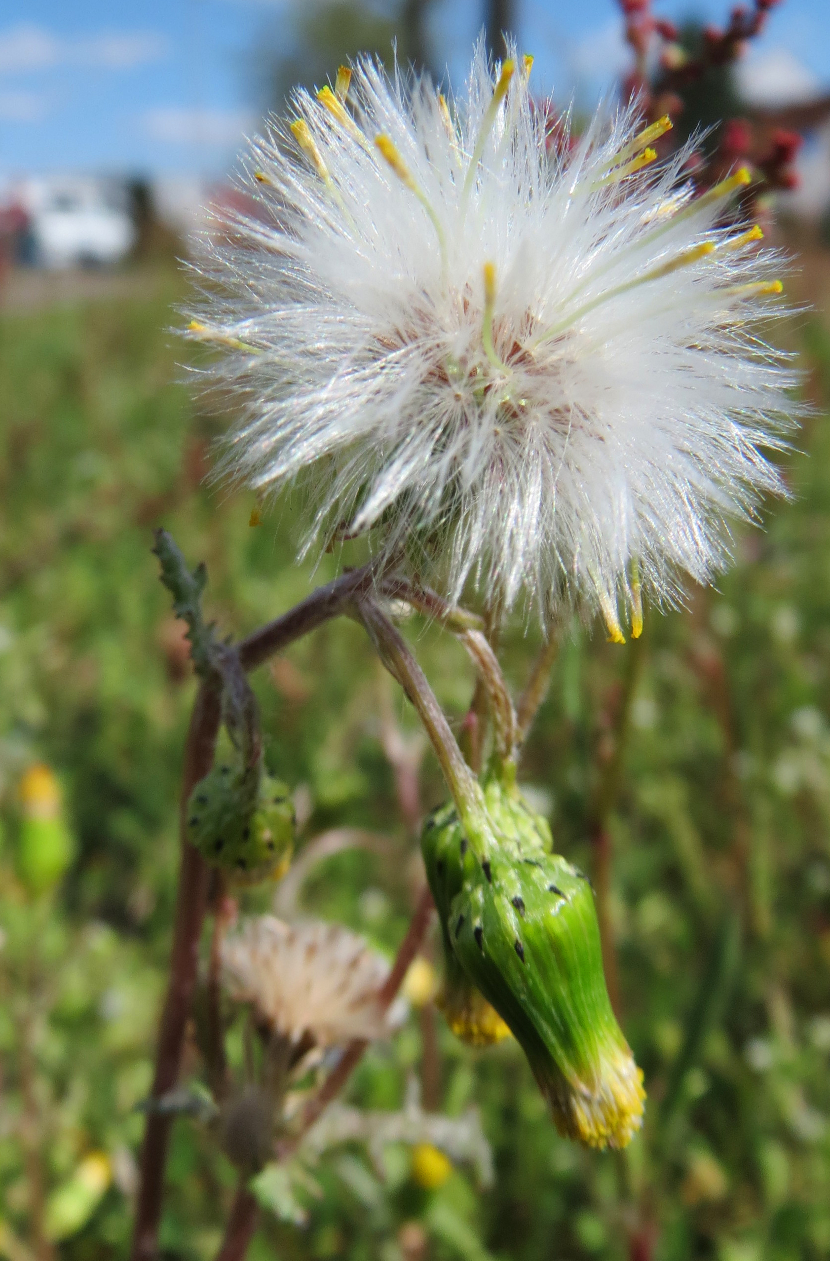Gewöhnliches Greiskraut