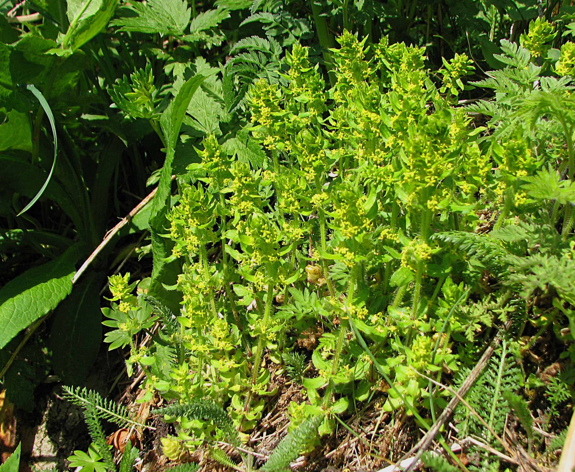 Gewimpertes Kreuzlabkraut