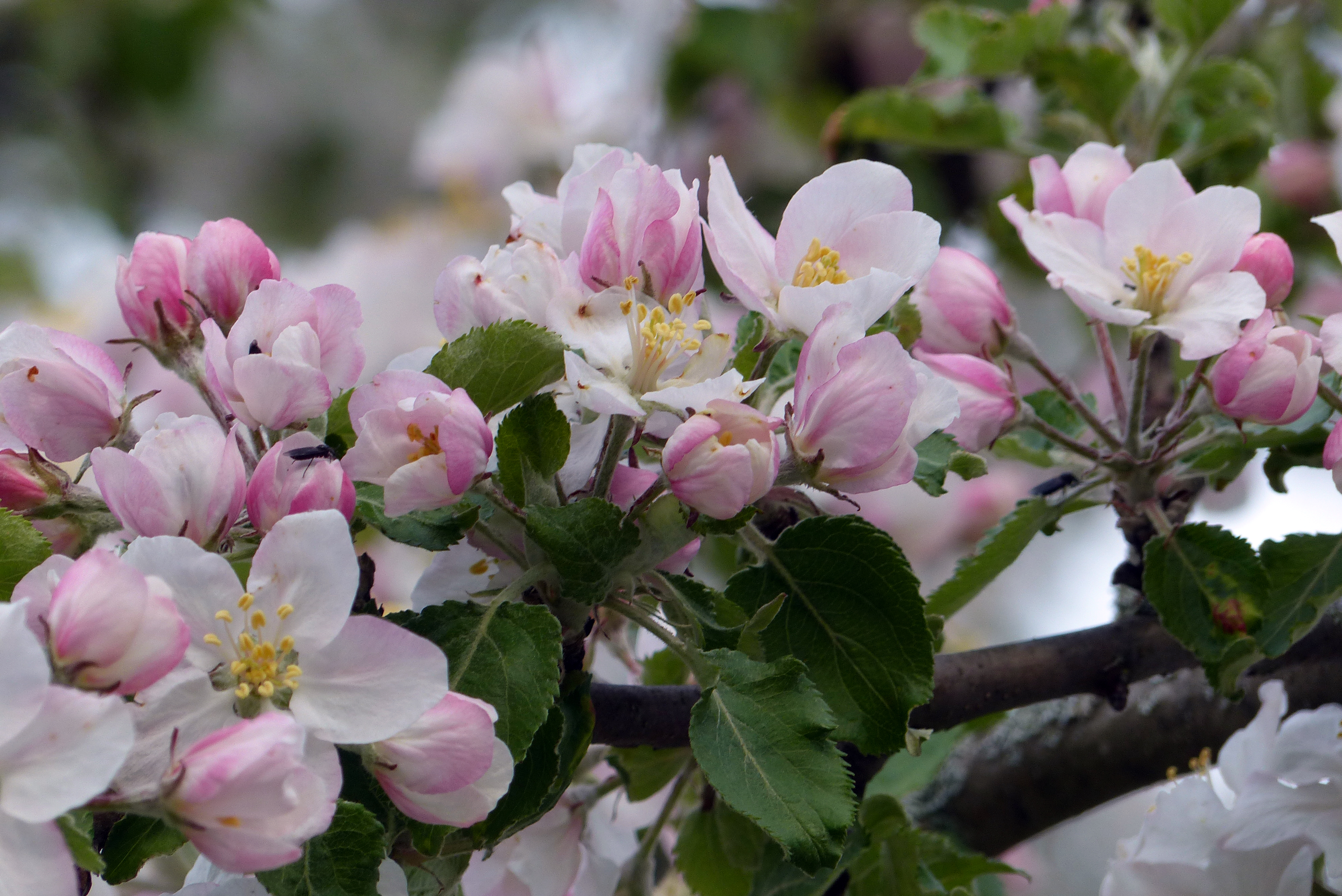 Apfel