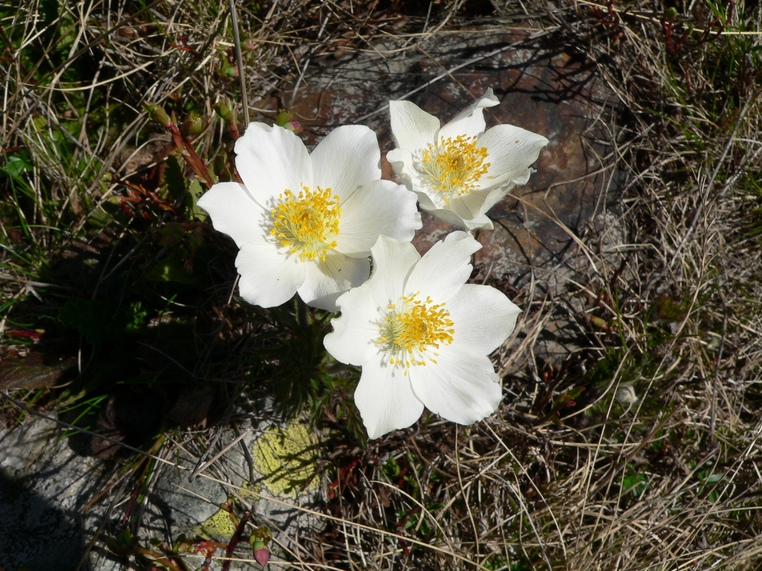 Narzissenanemone