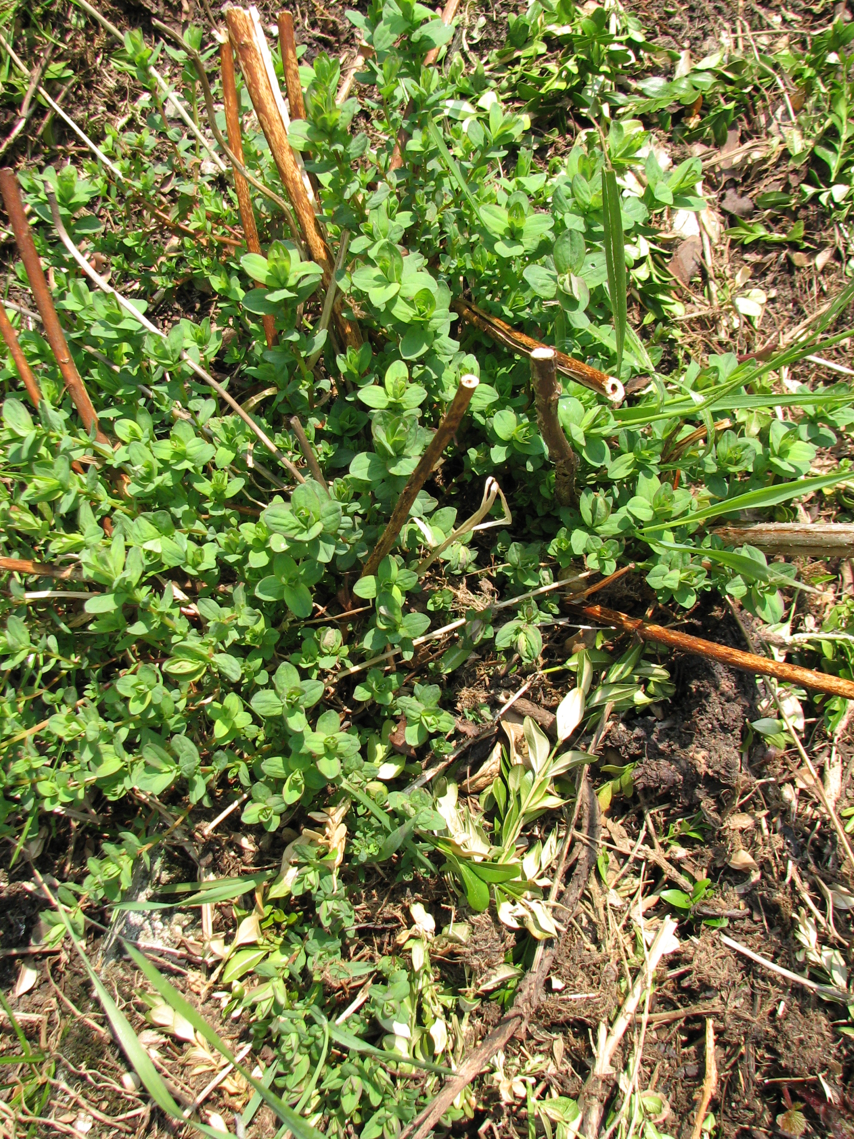 Echtes Johanniskraut