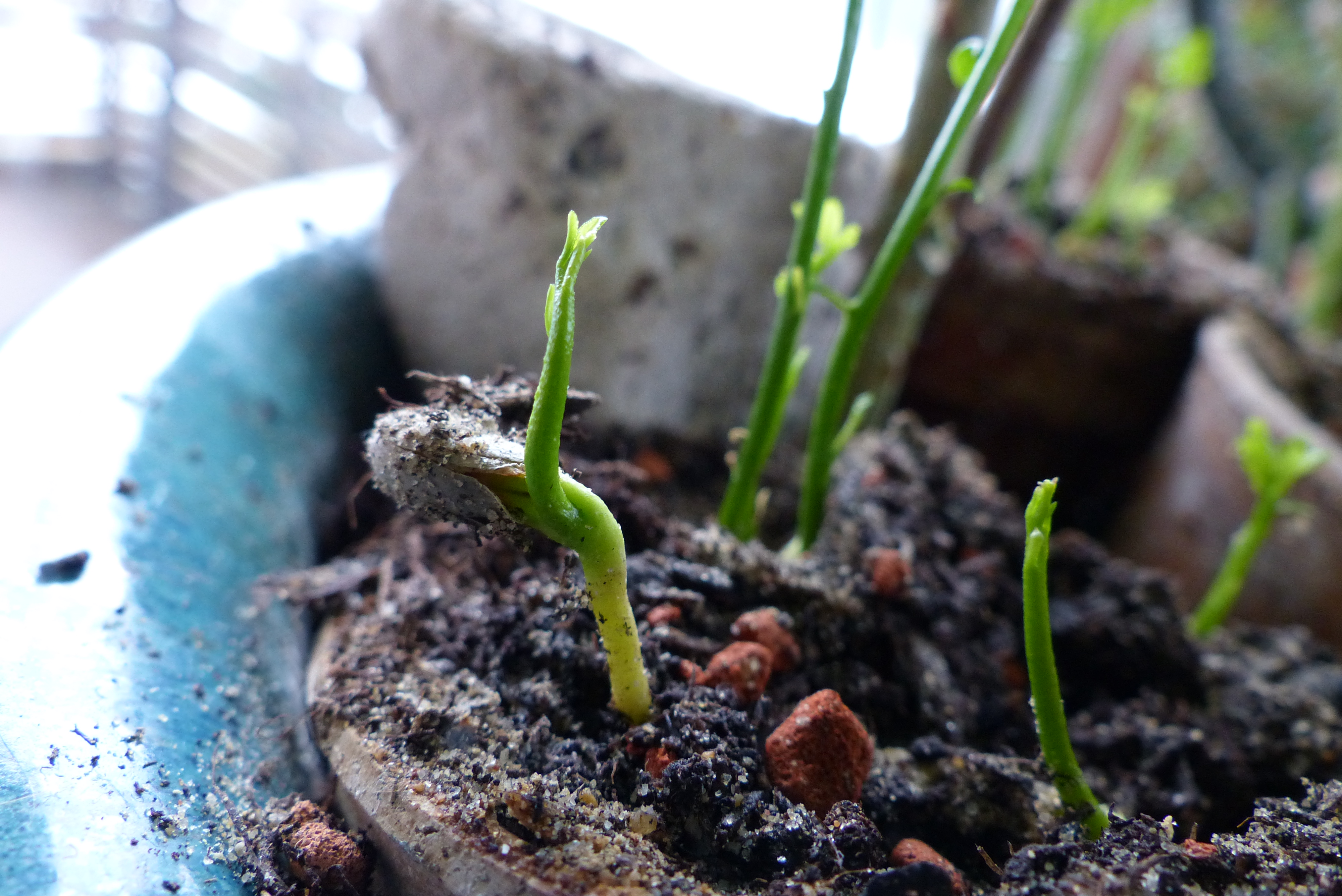 Dreiblättrige Orange