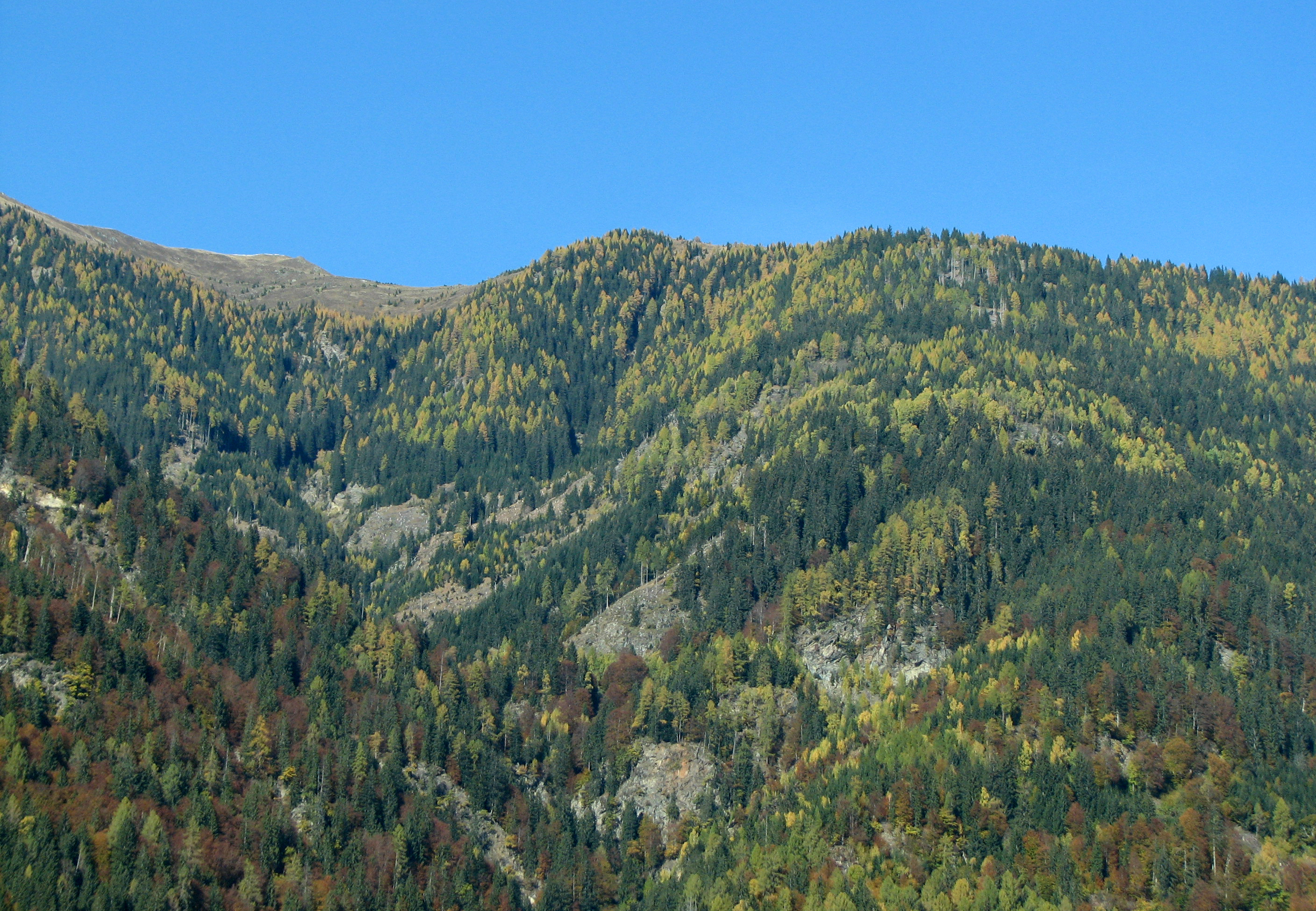 Europäische Lärche