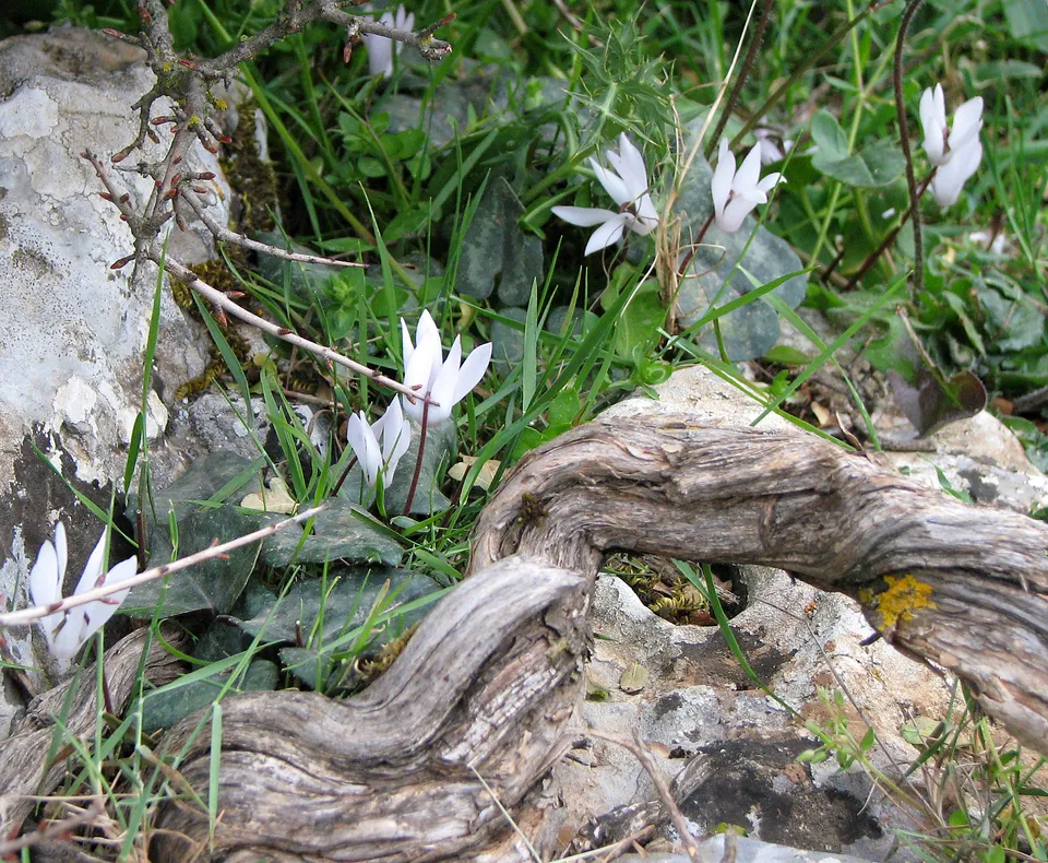 Kretisches Alpenveilchen