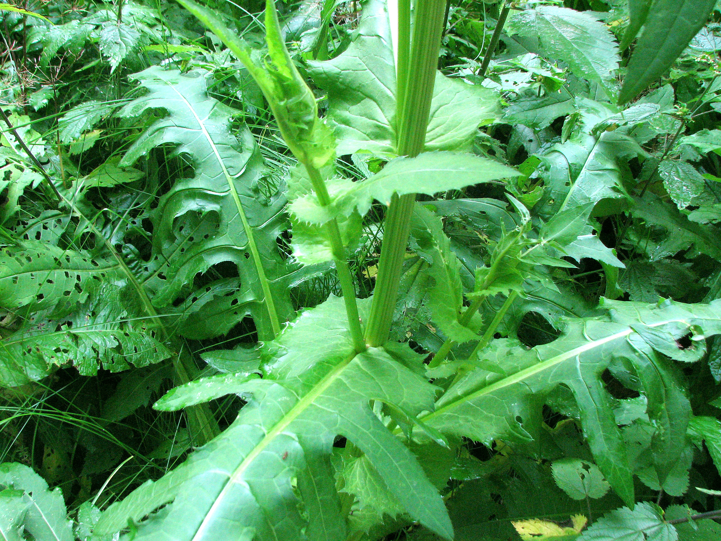 Kohlkratzdistel