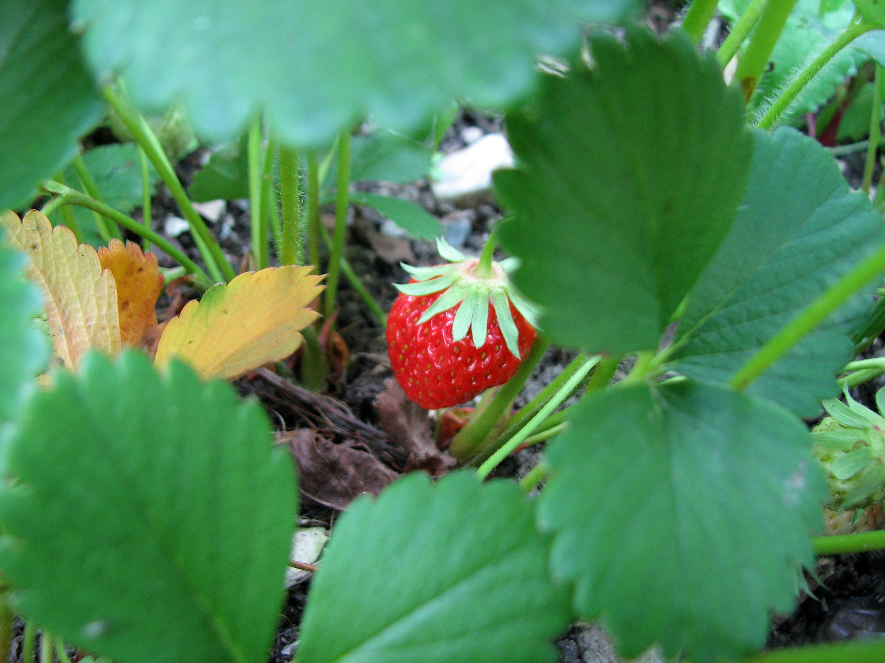 Gartenerdbeere
