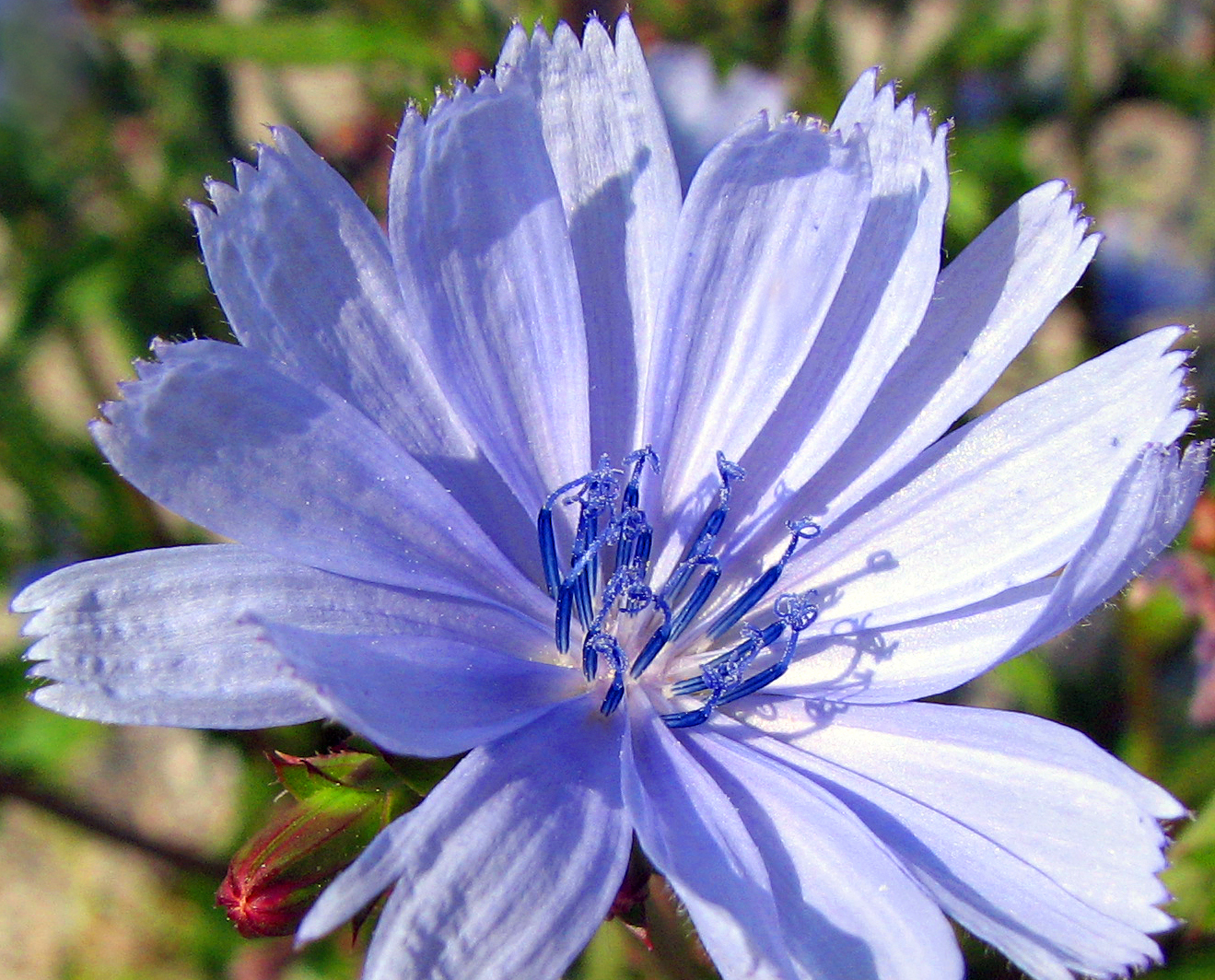 Zichorie & Chicorée