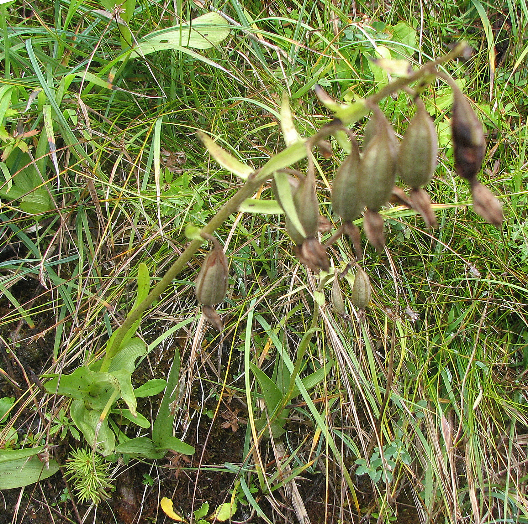 Breitblättrige Stendelwurz