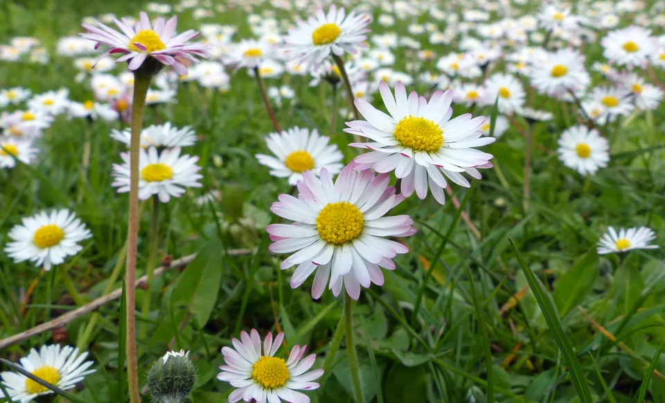 Freya, Odin, Donar, Baldur und Hödur: Pflanzen in Mythen aus der Bronzezeit