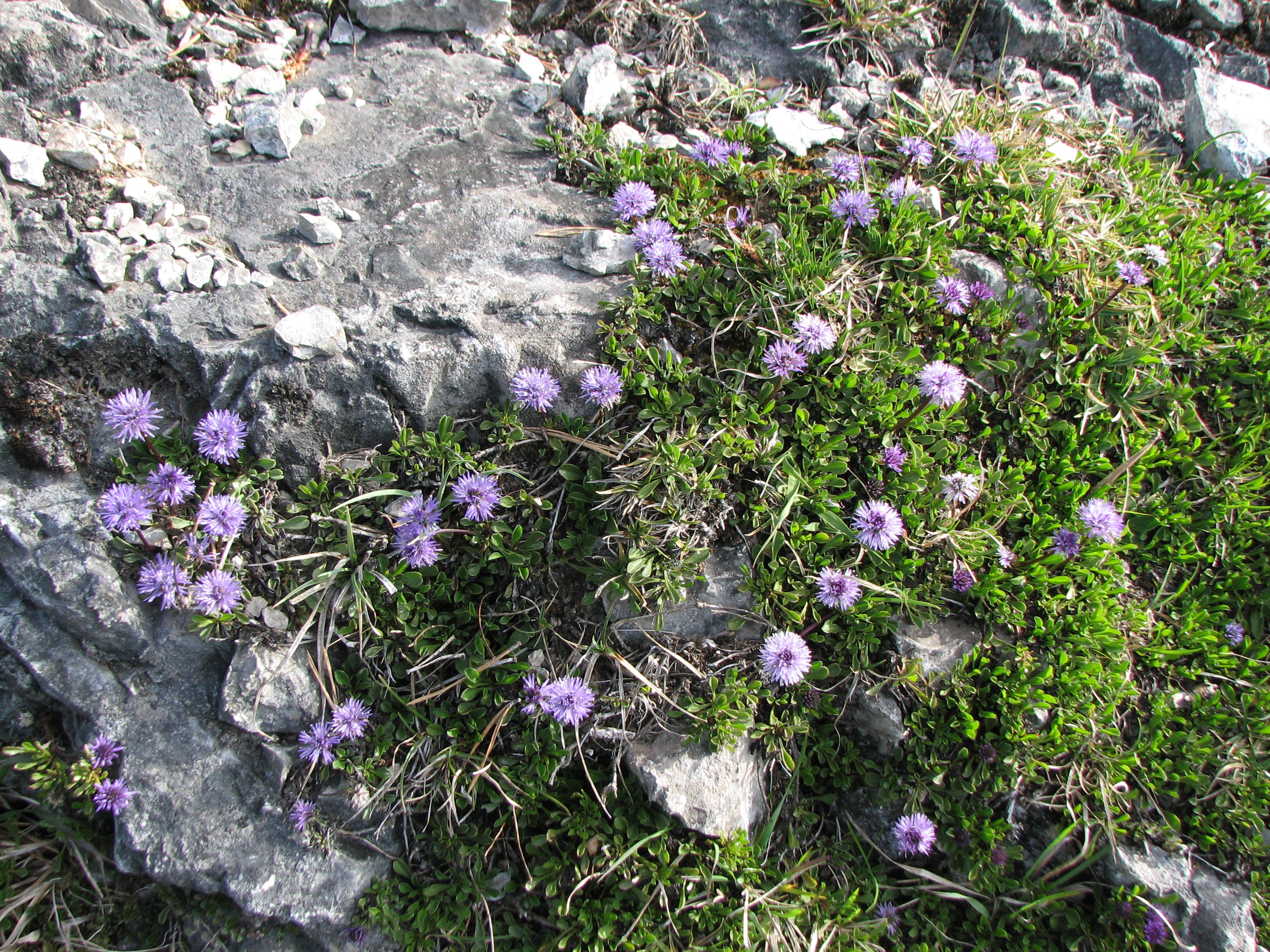 Nacktstängelige Kugelblume