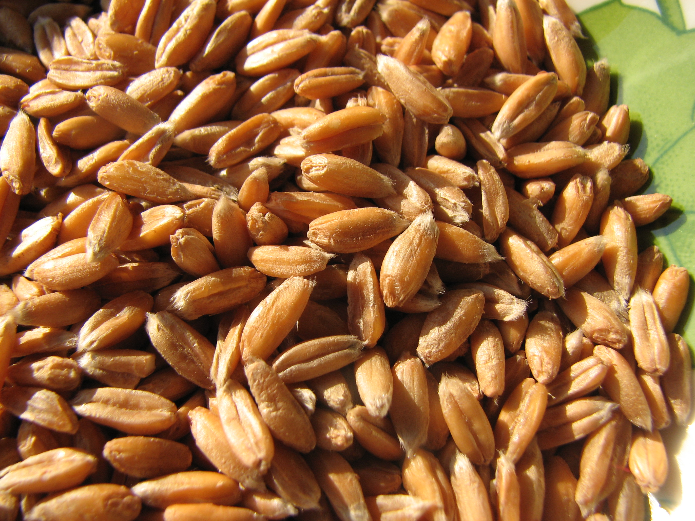 Dinkel