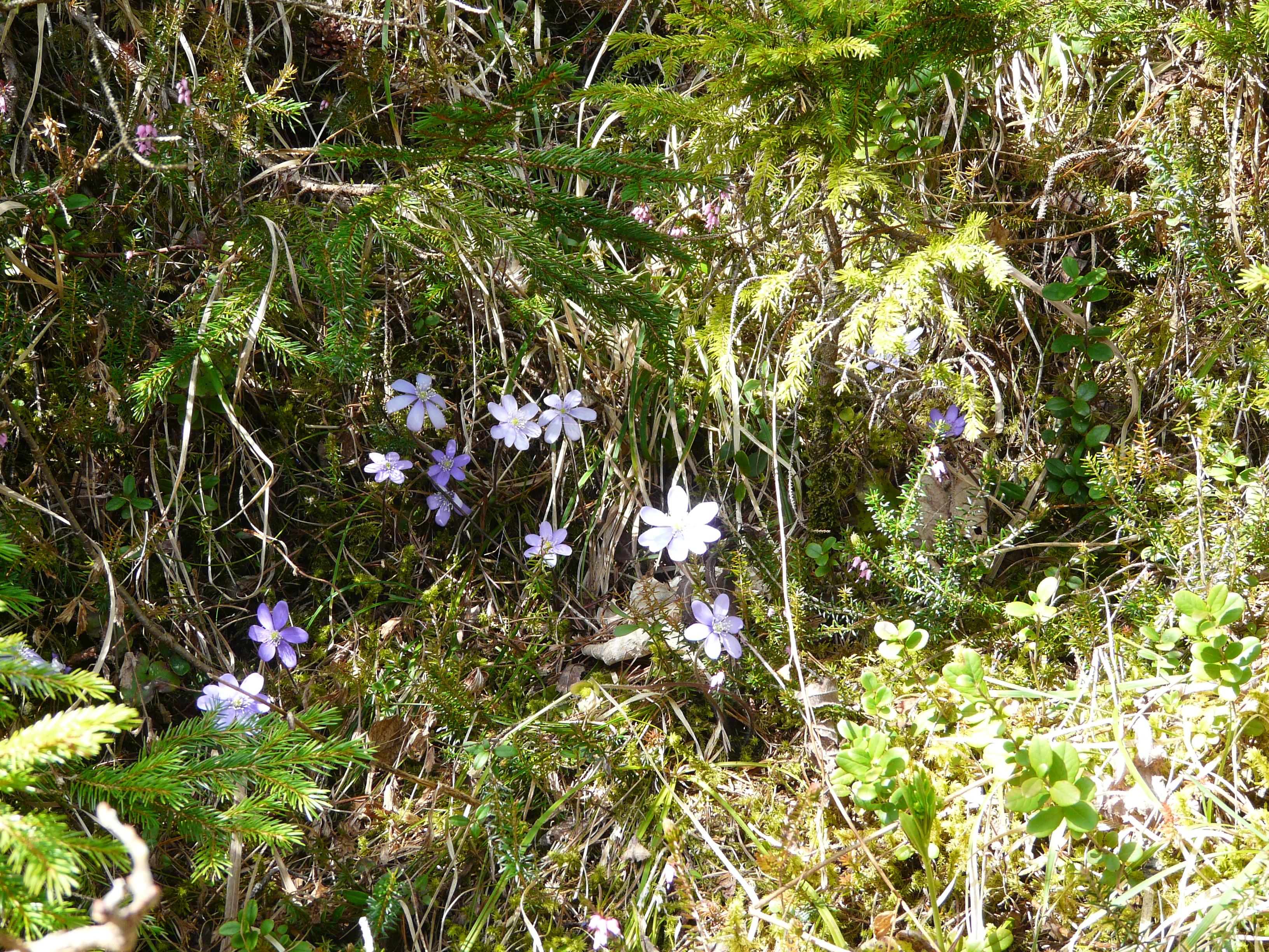 Leberblümchen