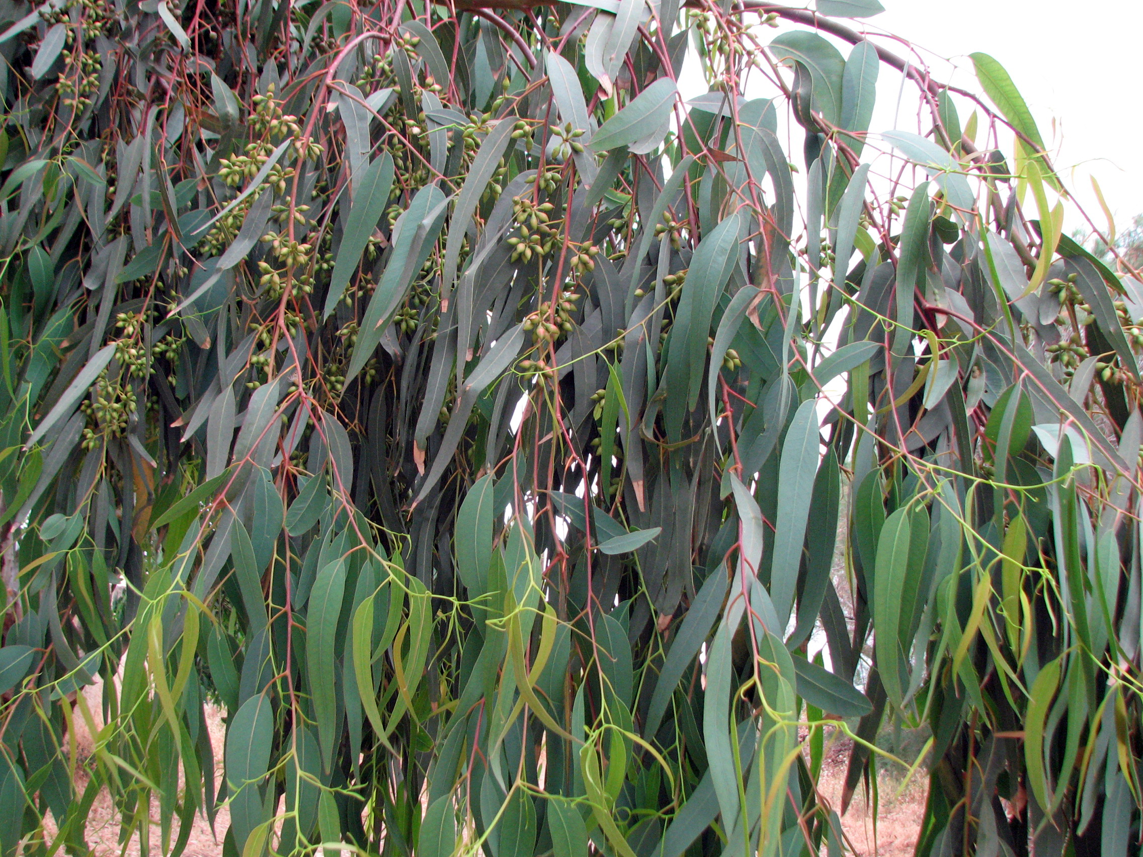 Eukalyptus