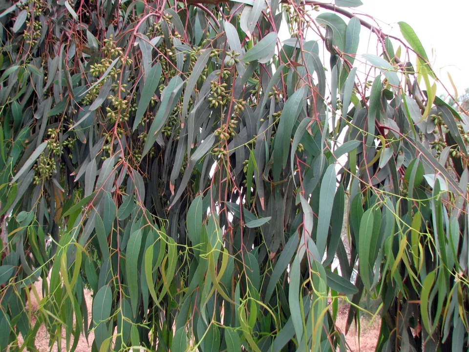 Eukalyptus