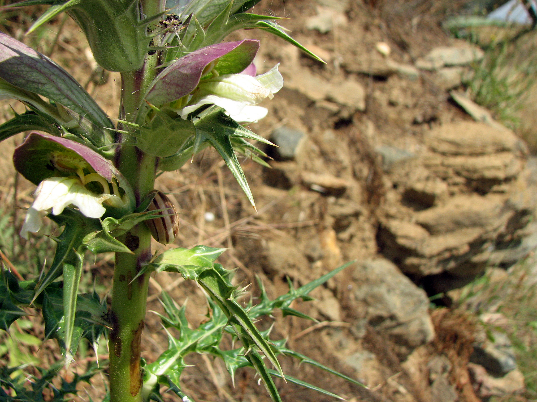 Akanthus