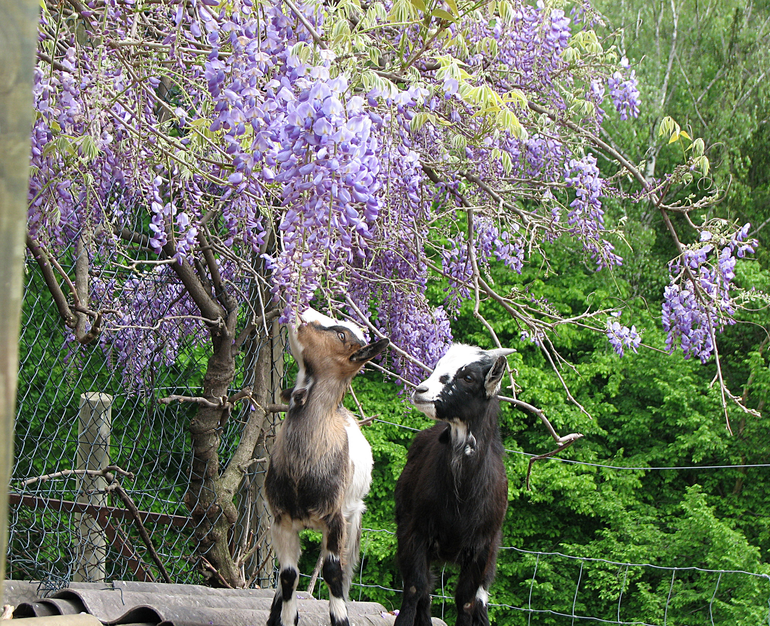 Blauregen