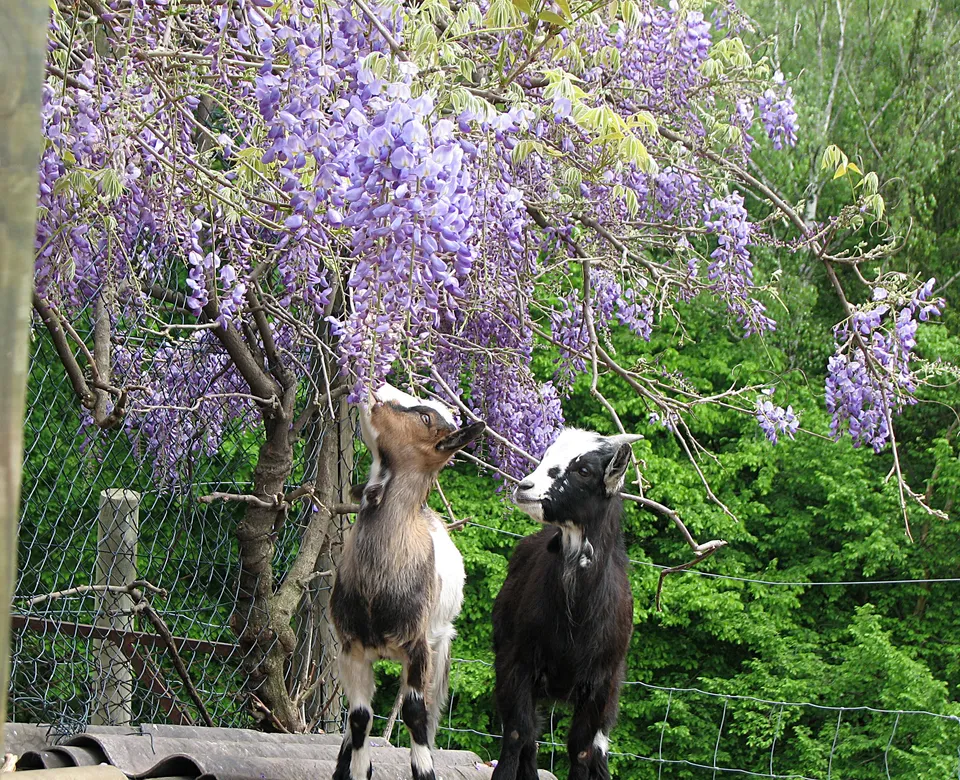 Blauregen