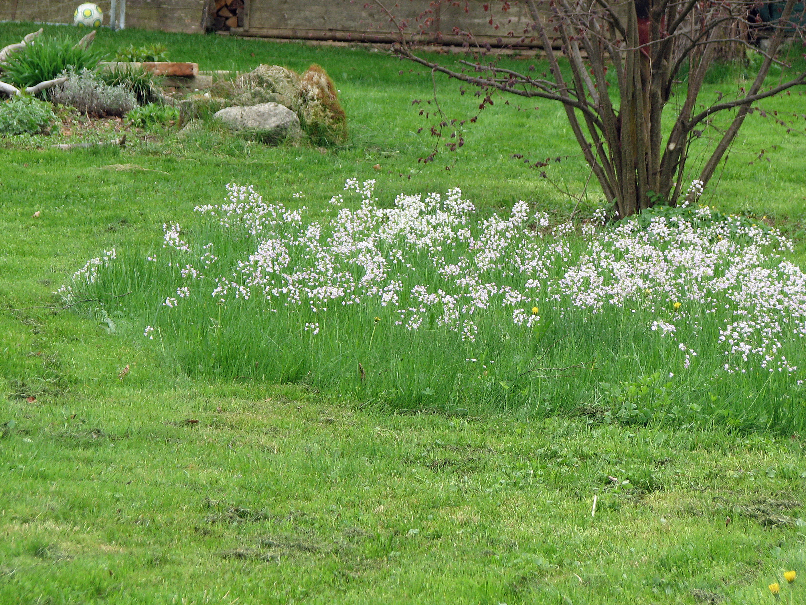 Wiesenschaumkraut