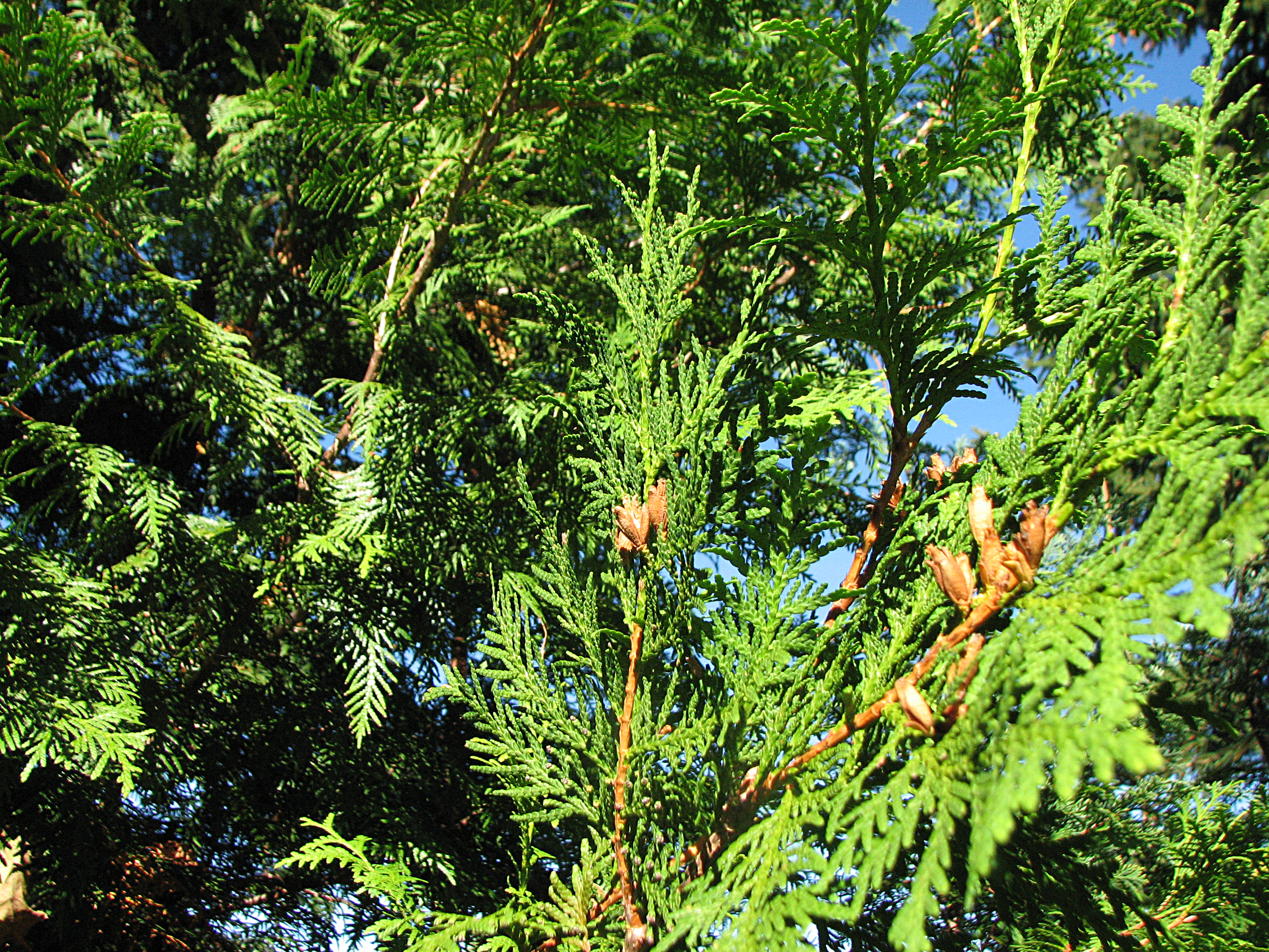 Gewöhnliche Thuja