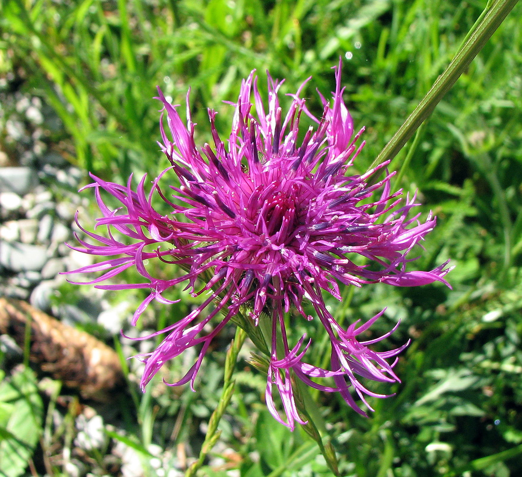 Wiesenflockenblume