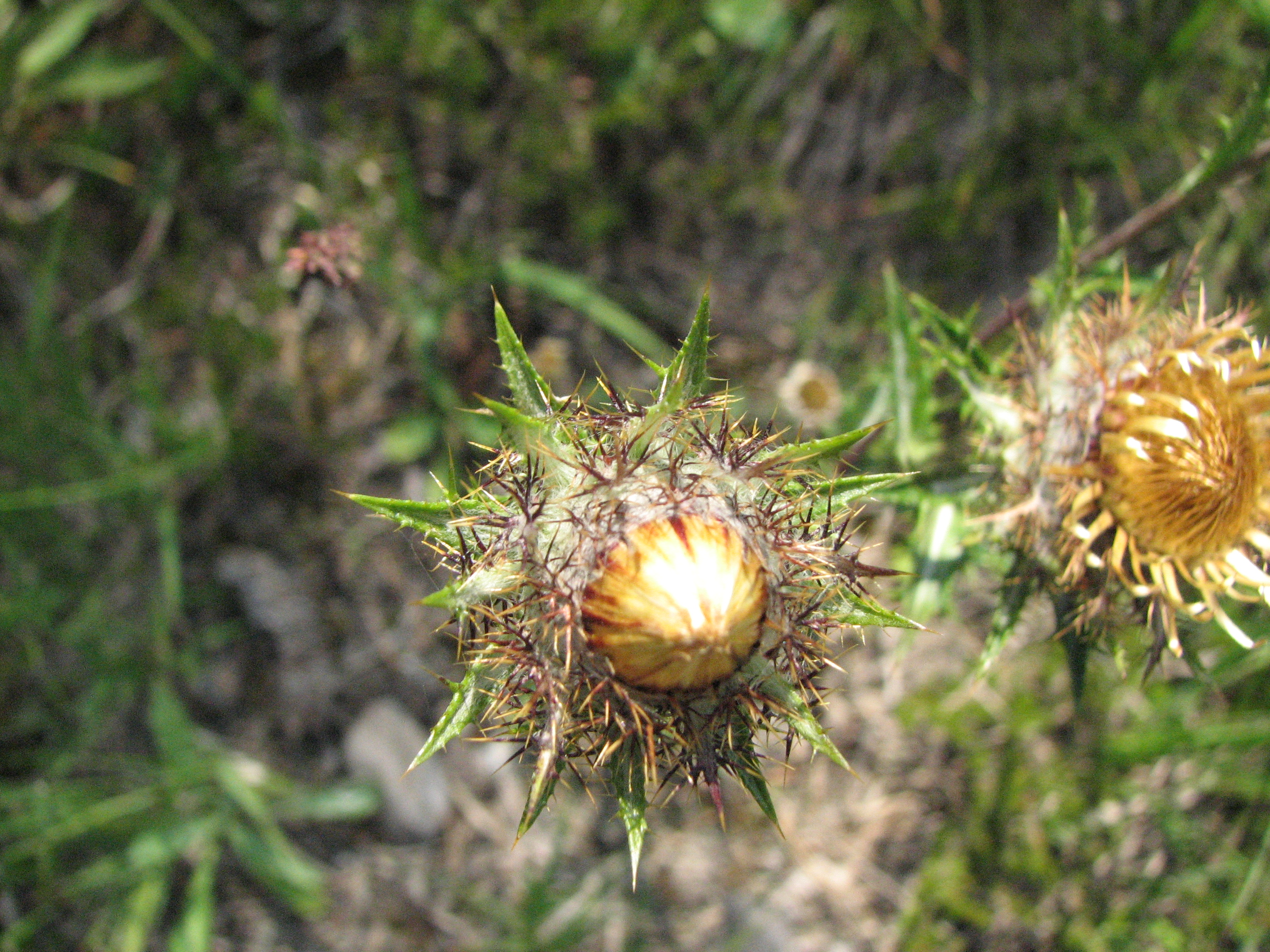 Golddistel