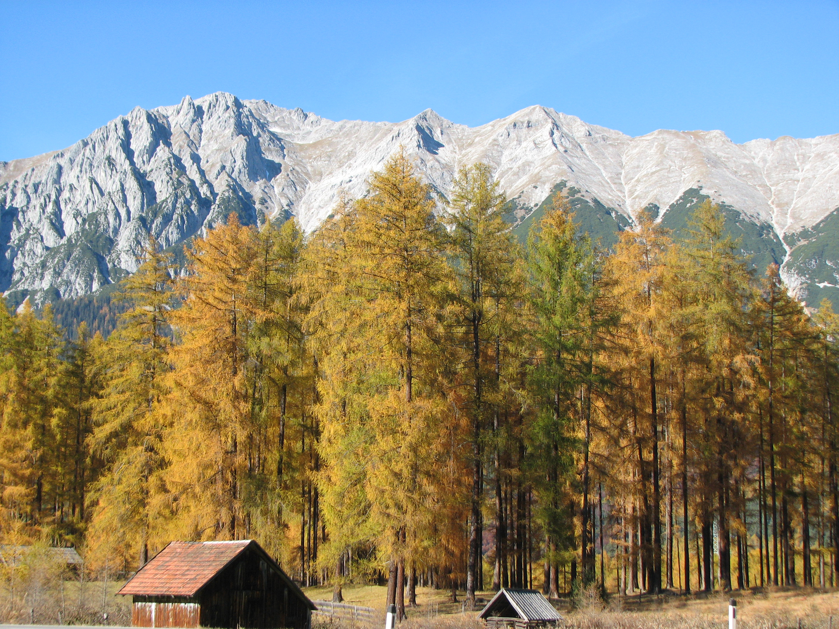 Europäische Lärche